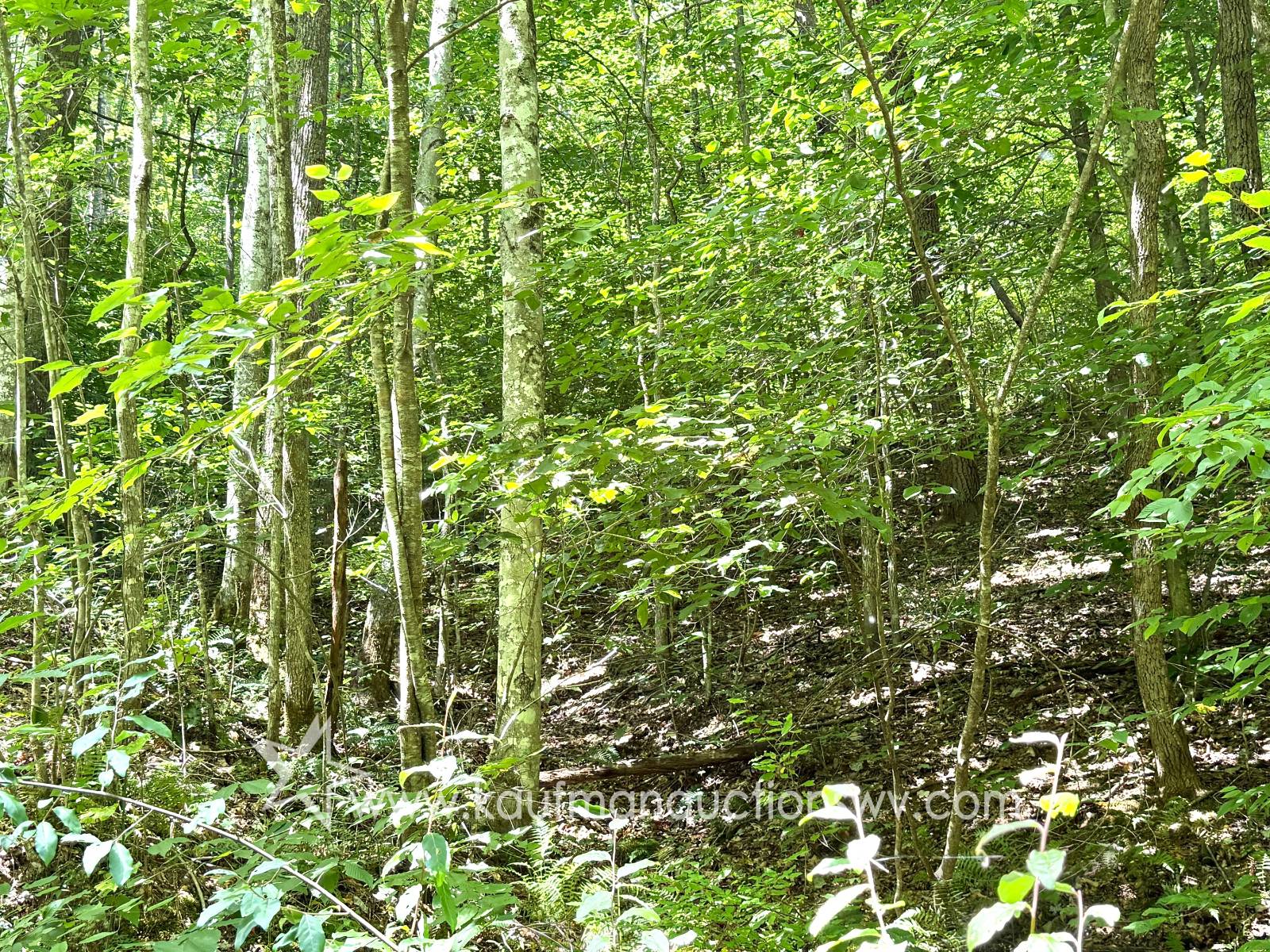 Gallery Image 12