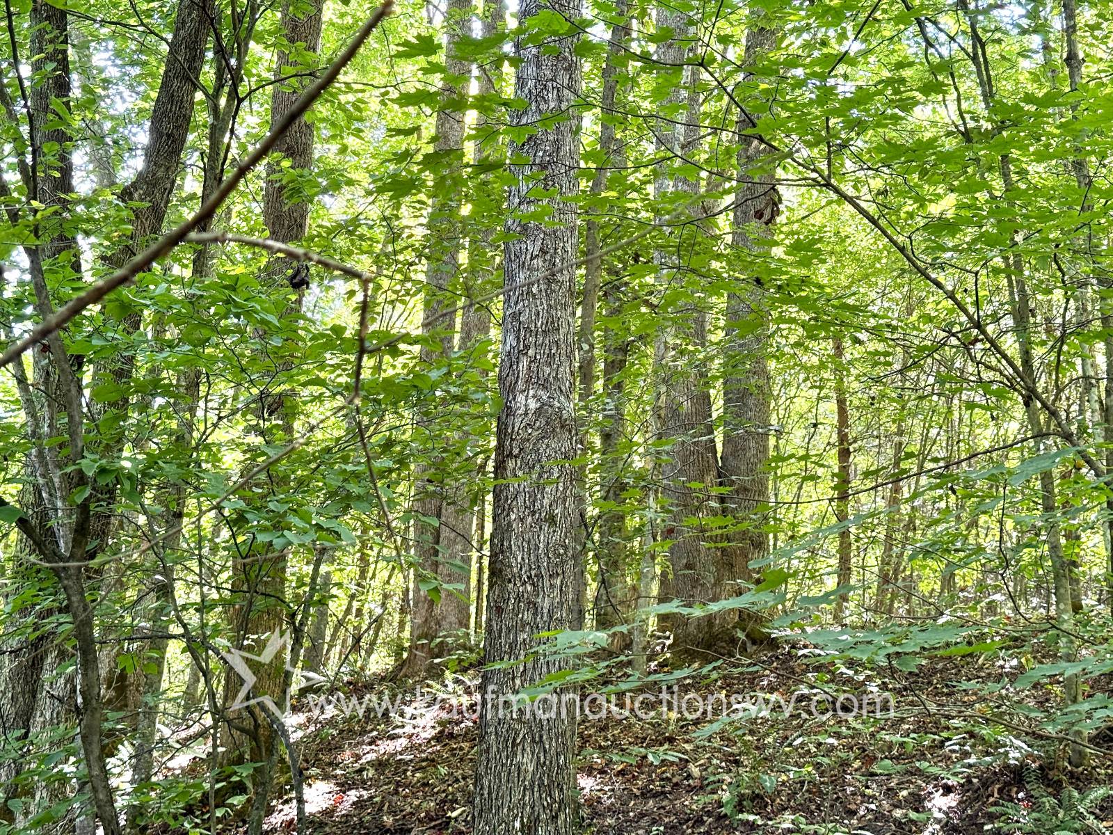 Gallery Image 56