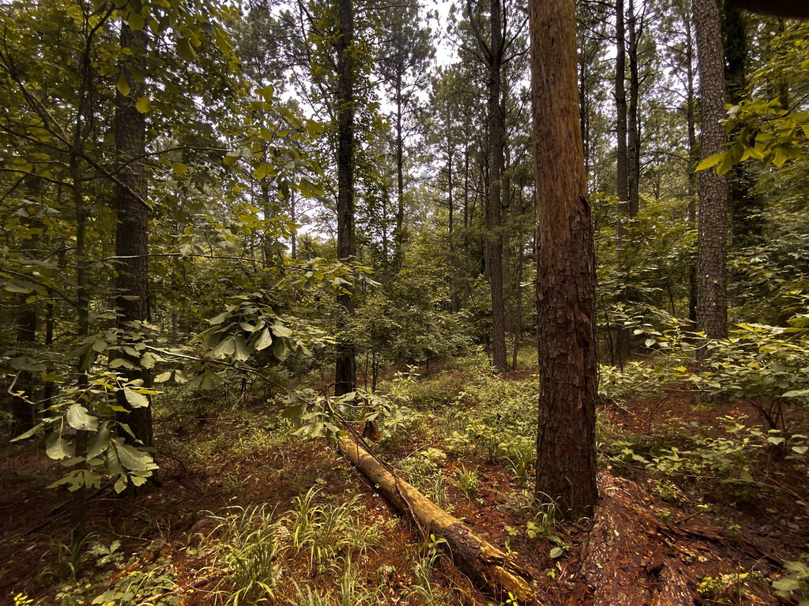Photo 4 of 4 of land for sale at Lot D Sugarberry Trail, Hochatown, OK 74728