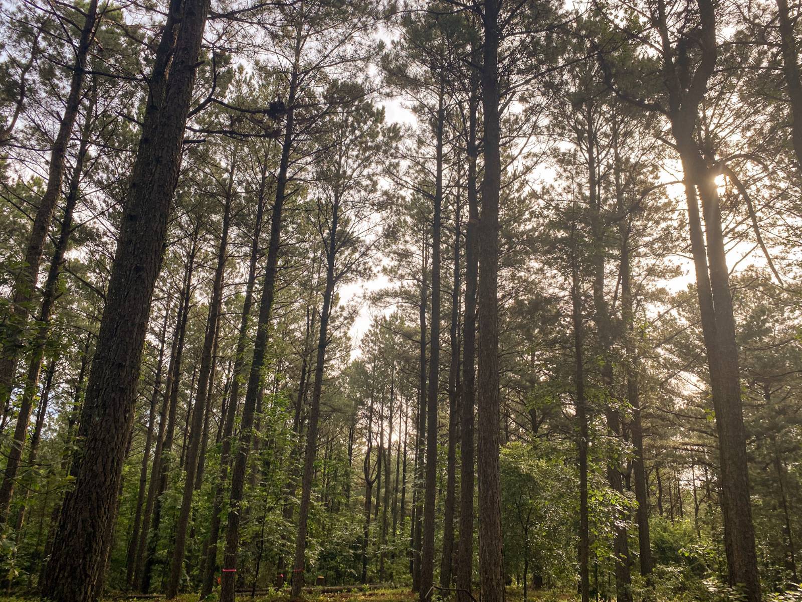 Photo 3 of 4 of land for sale at Lot D Sugarberry Trail, Hochatown, OK 74728