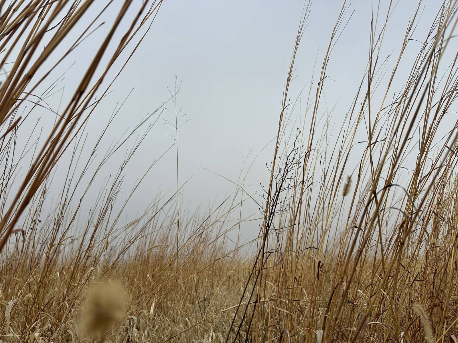 Photo 1 of 4 of land listing at 0 T Road, Central City, NE 68826