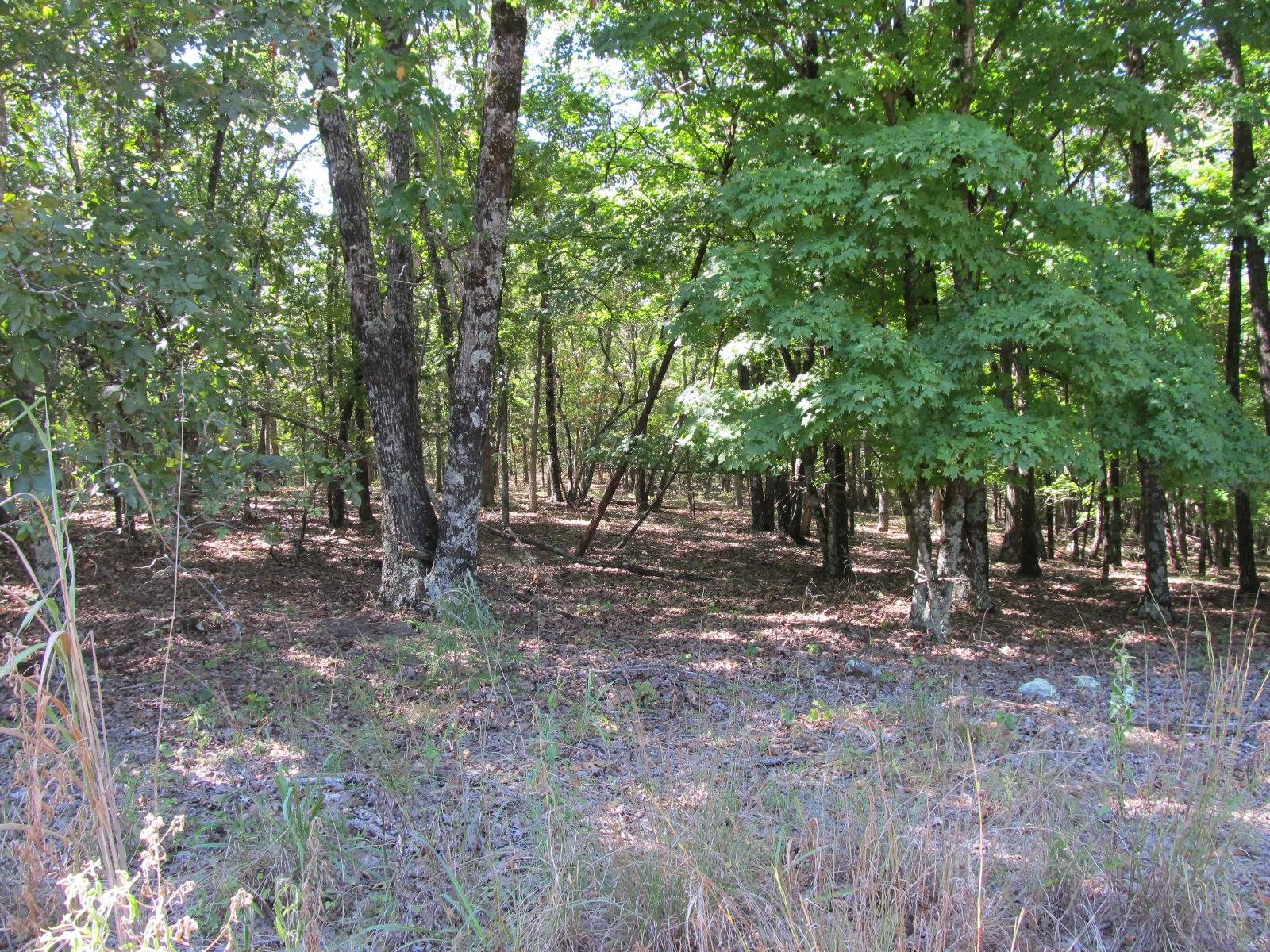 12-Acre Hunting Land for Sale, Madison County, AR, photo 2 of 13