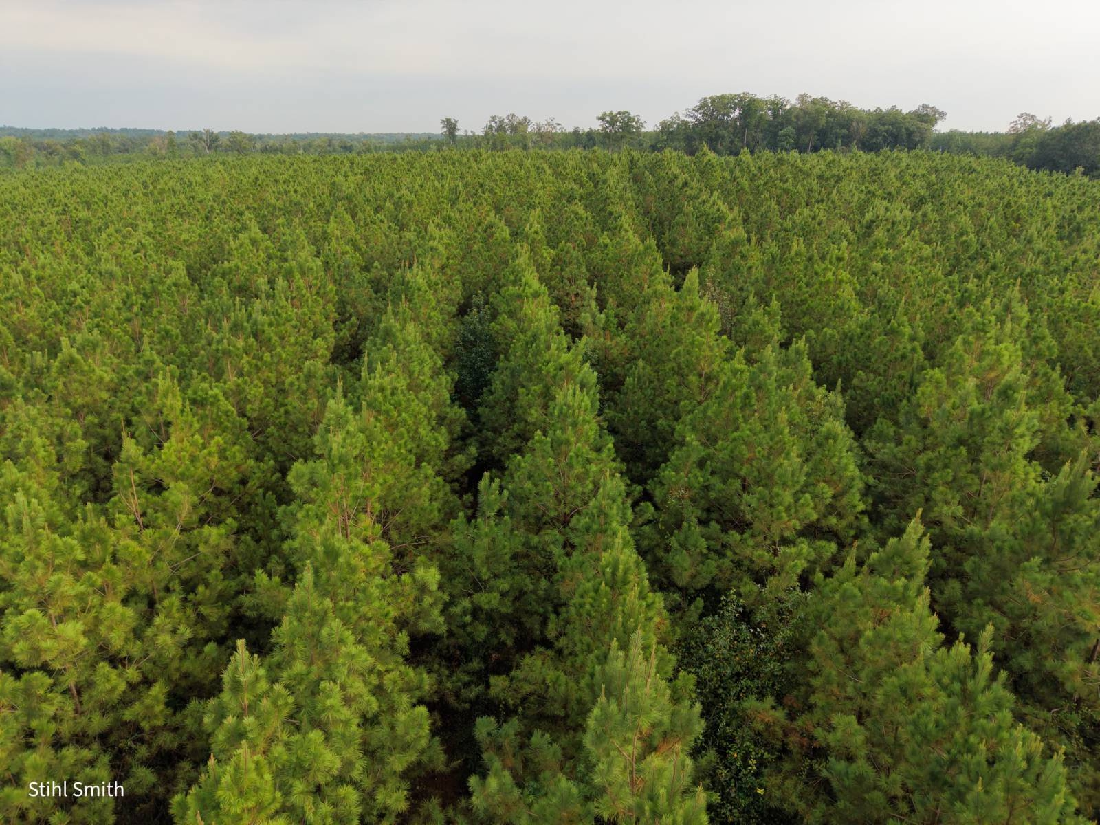 Photo 2 of 10 of land for sale at 000 T.B.D., Sikes, LA 71473