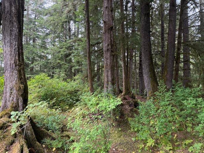 Photo 3 of 3 of land for sale at 4B-1 Evergreen Ave, Wrangell, AK 99929