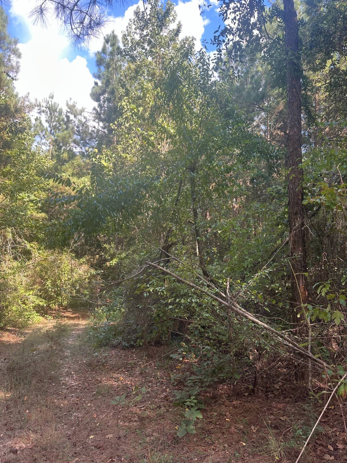 59.5-Acre Hunting Land for Sale, Sabine Parish, LA, photo 3 of 7