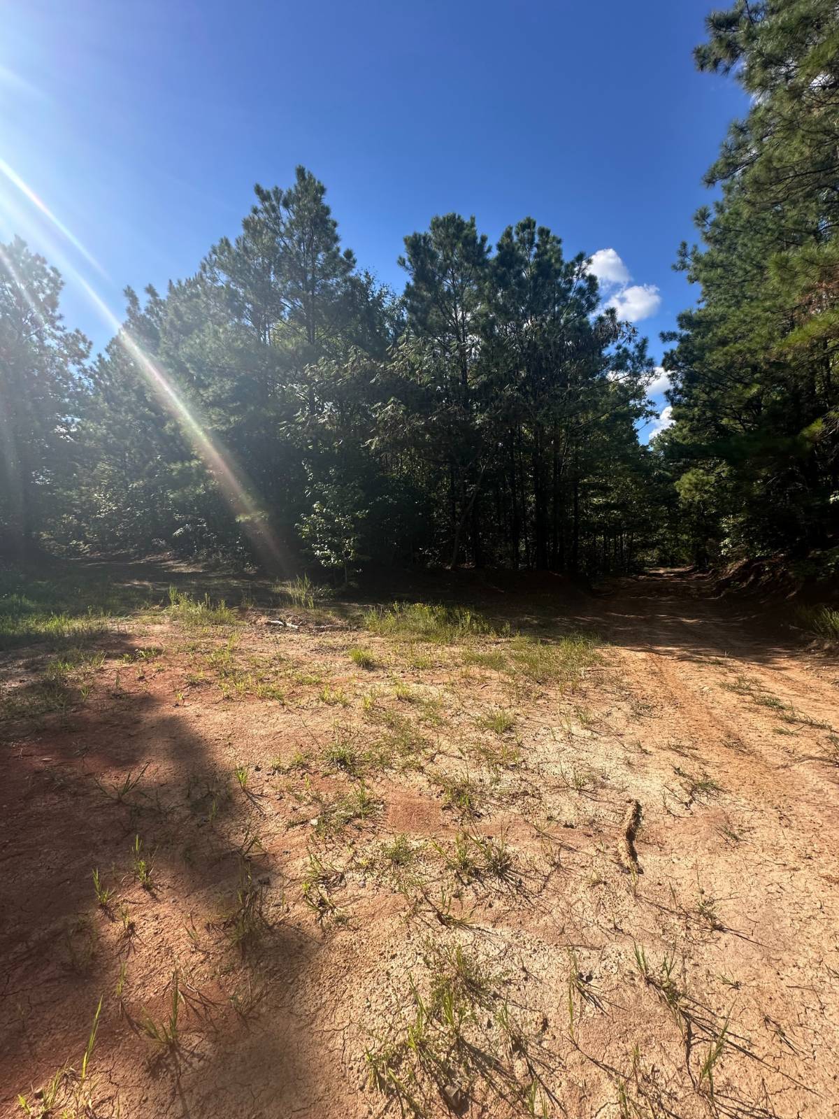 59.5 acres in Sabine Parish, LA: hunting land for sale near Many, LA
