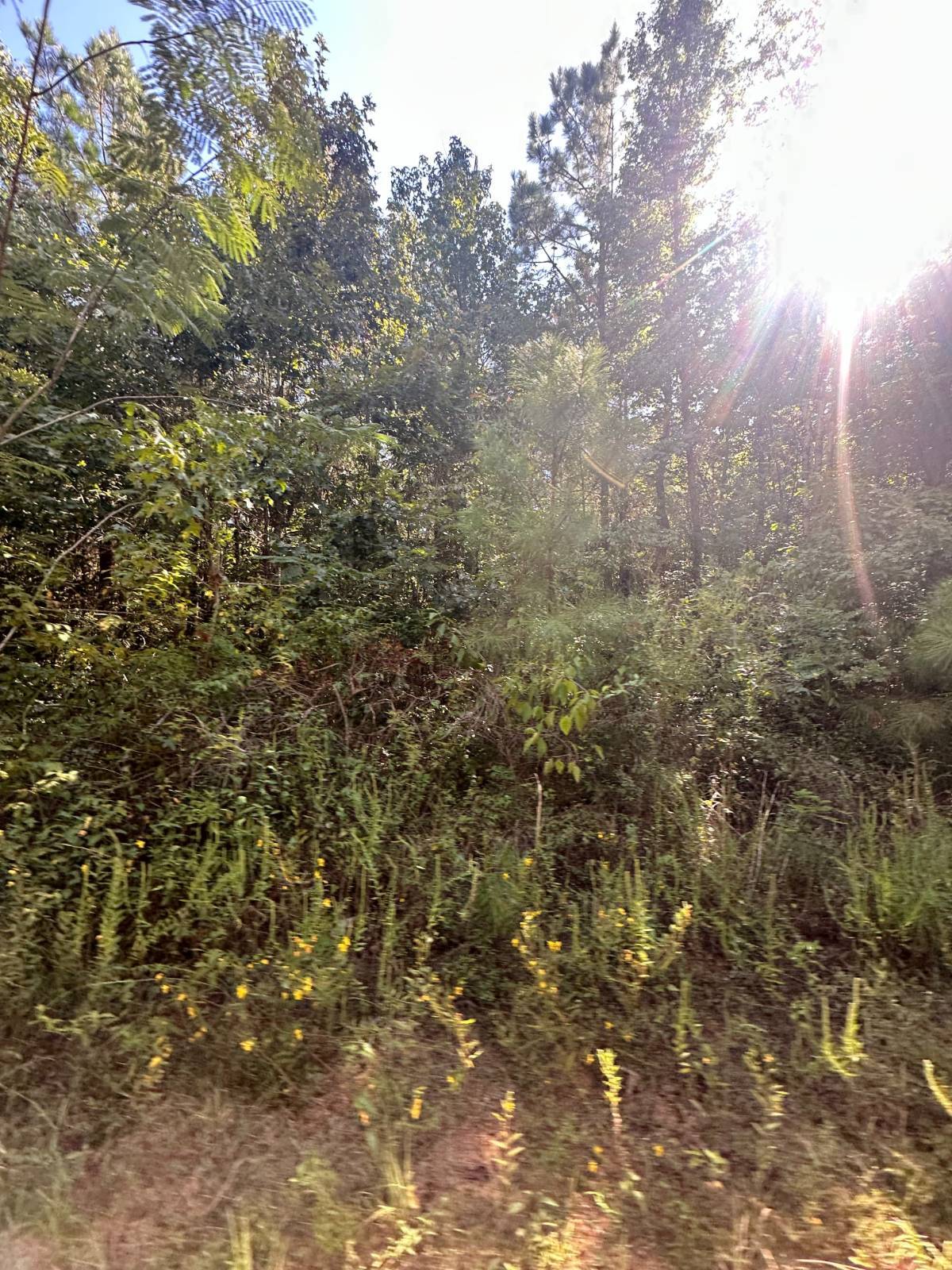 59.5-Acre Hunting Land for Sale, Sabine Parish, LA, photo 2 of 7