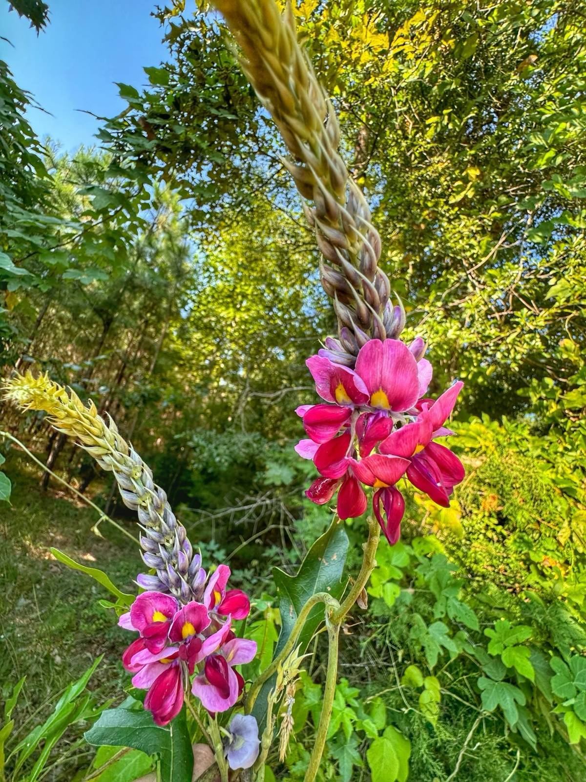Photo 2 of 29 of land for sale at 06 Holloway Road, Hamilton, AL 35552