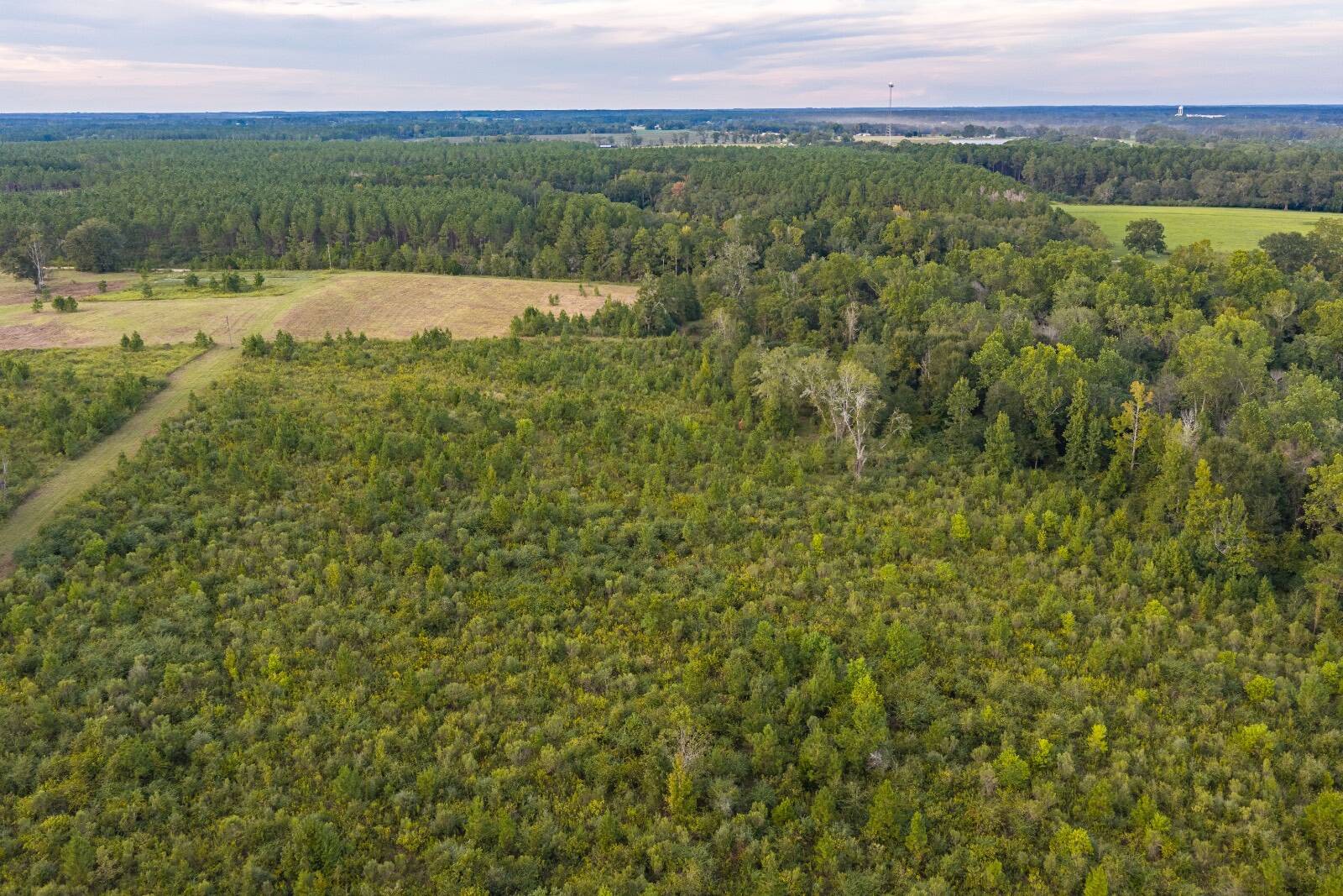 21.3-Acre Hunting Land for Sale, Coffee County, AL, photo 2 of 6