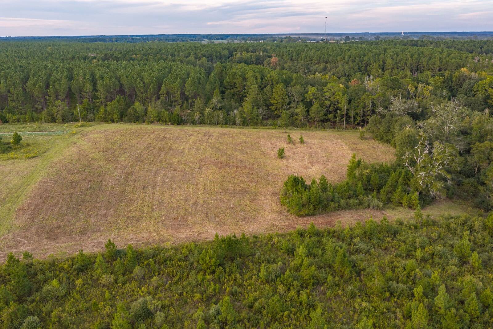 21.3-Acre Hunting Land for Sale, Coffee County, AL, photo 3 of 6