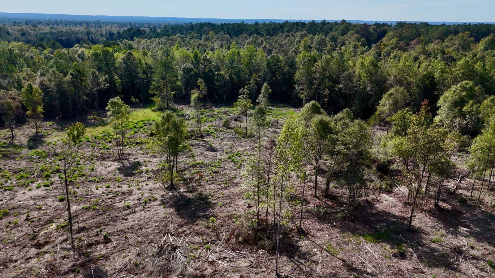 40-Acre Hunting Land for Sale, Greene County, MS, photo 3 of 41