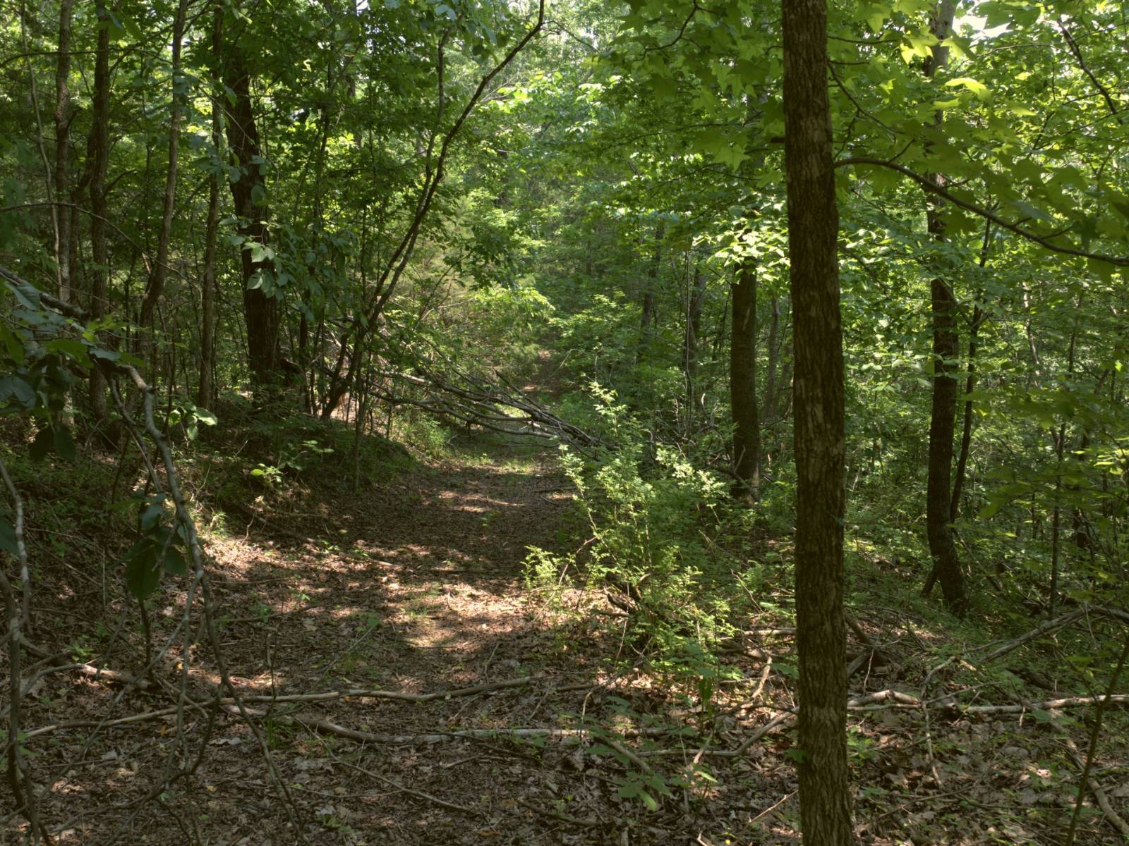 Trail through the woods, 56-Acre Hunting Land for Sale, Clay County, TN