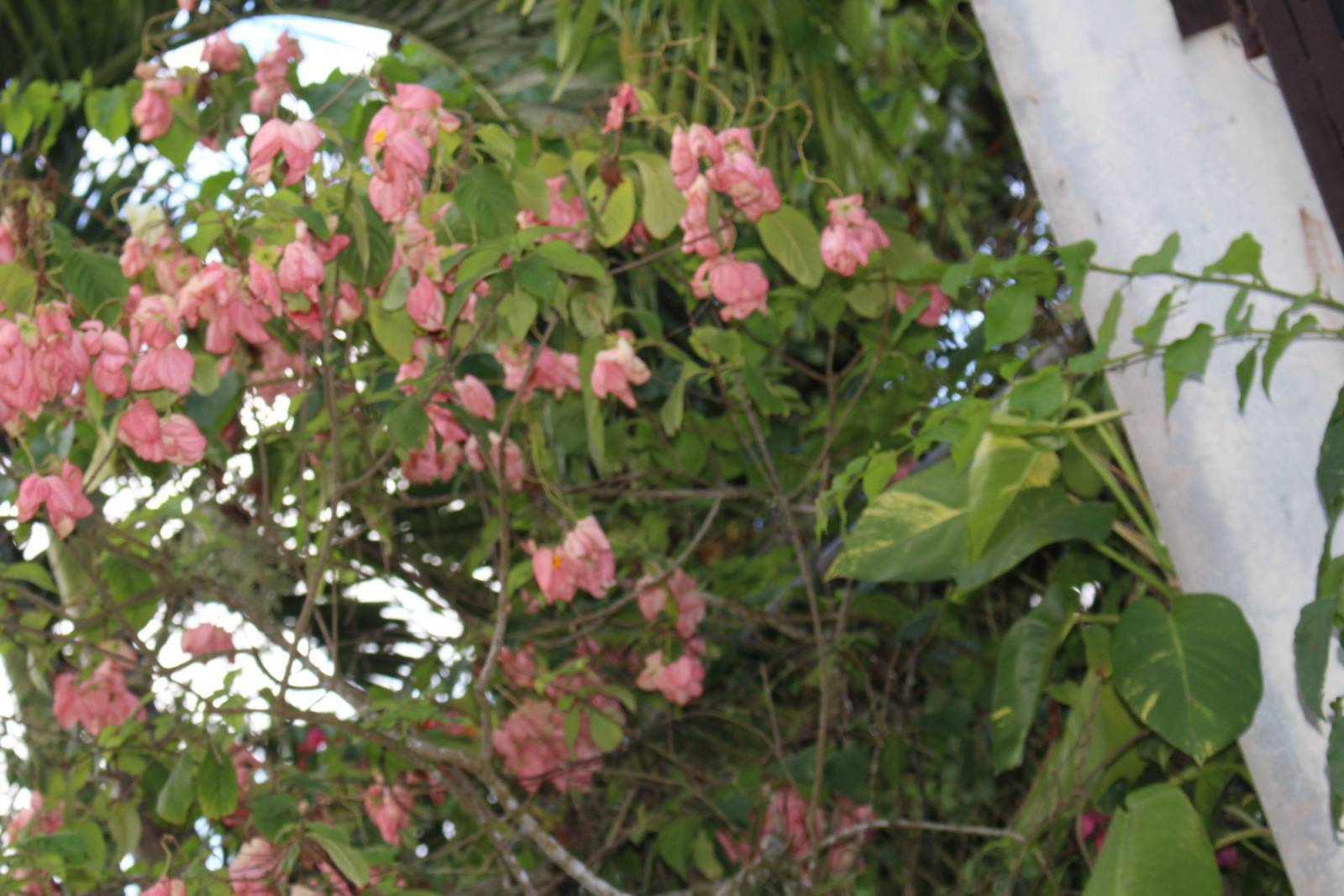 1 Windsor Estate, Retreat Jamaica, FL 00000