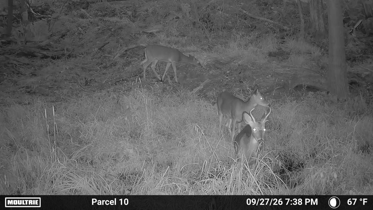 20.2-Acre Hunting Land for Sale, Ogemaw County, MI, photo 2 of 53