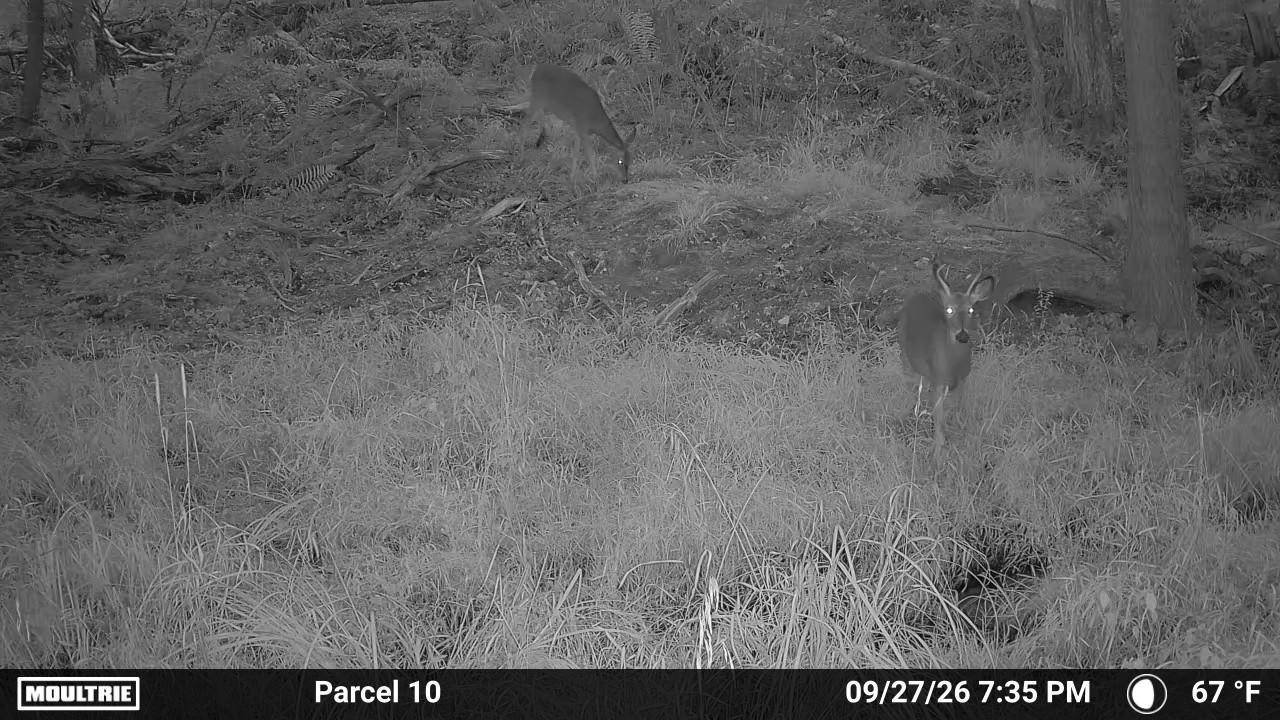 20.2-Acre Hunting Land for Sale, Ogemaw County, MI, photo 3 of 53