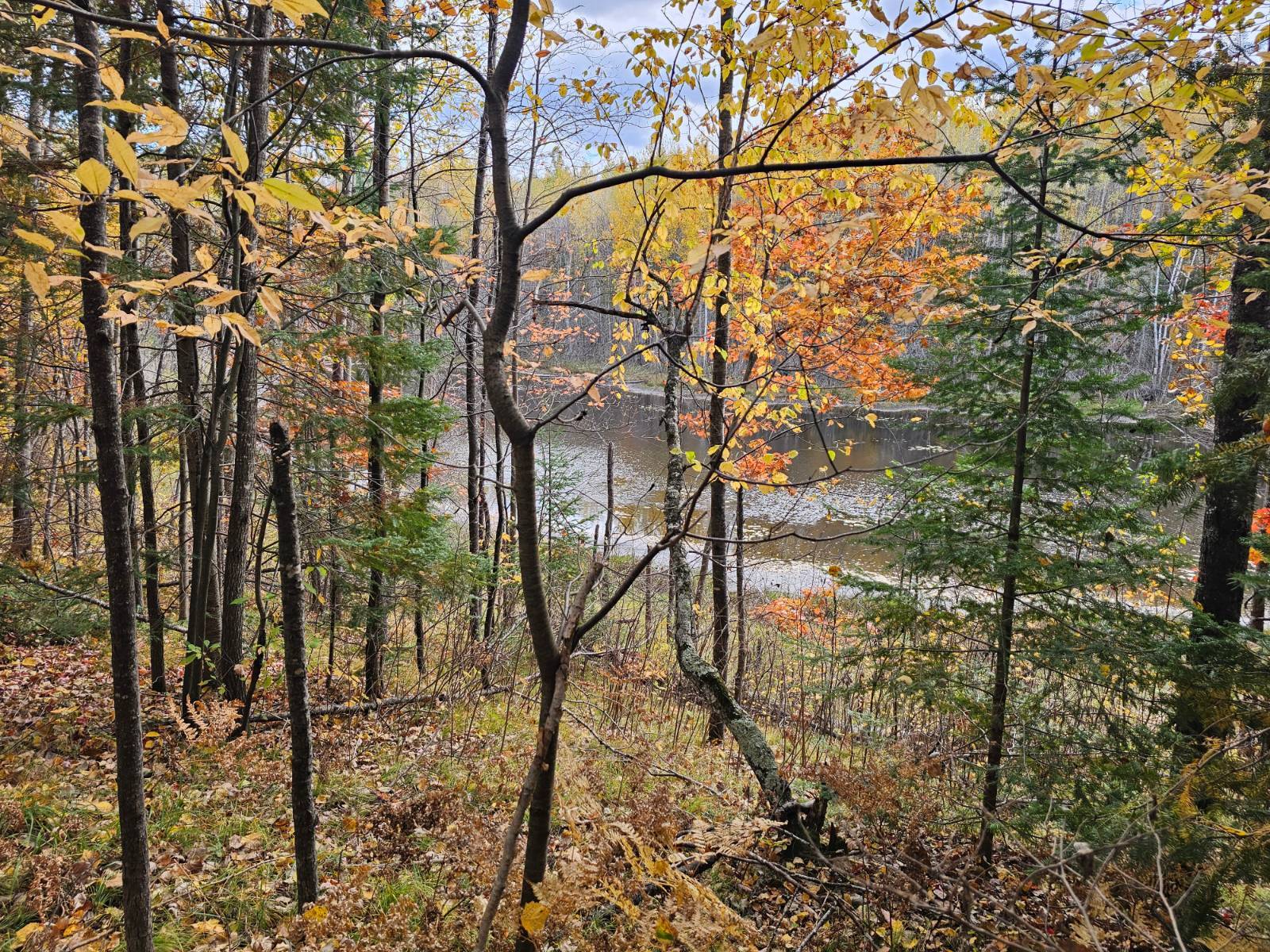 5-Acre Hunting Land for Sale, Forest County, WI, photo 3 of 12