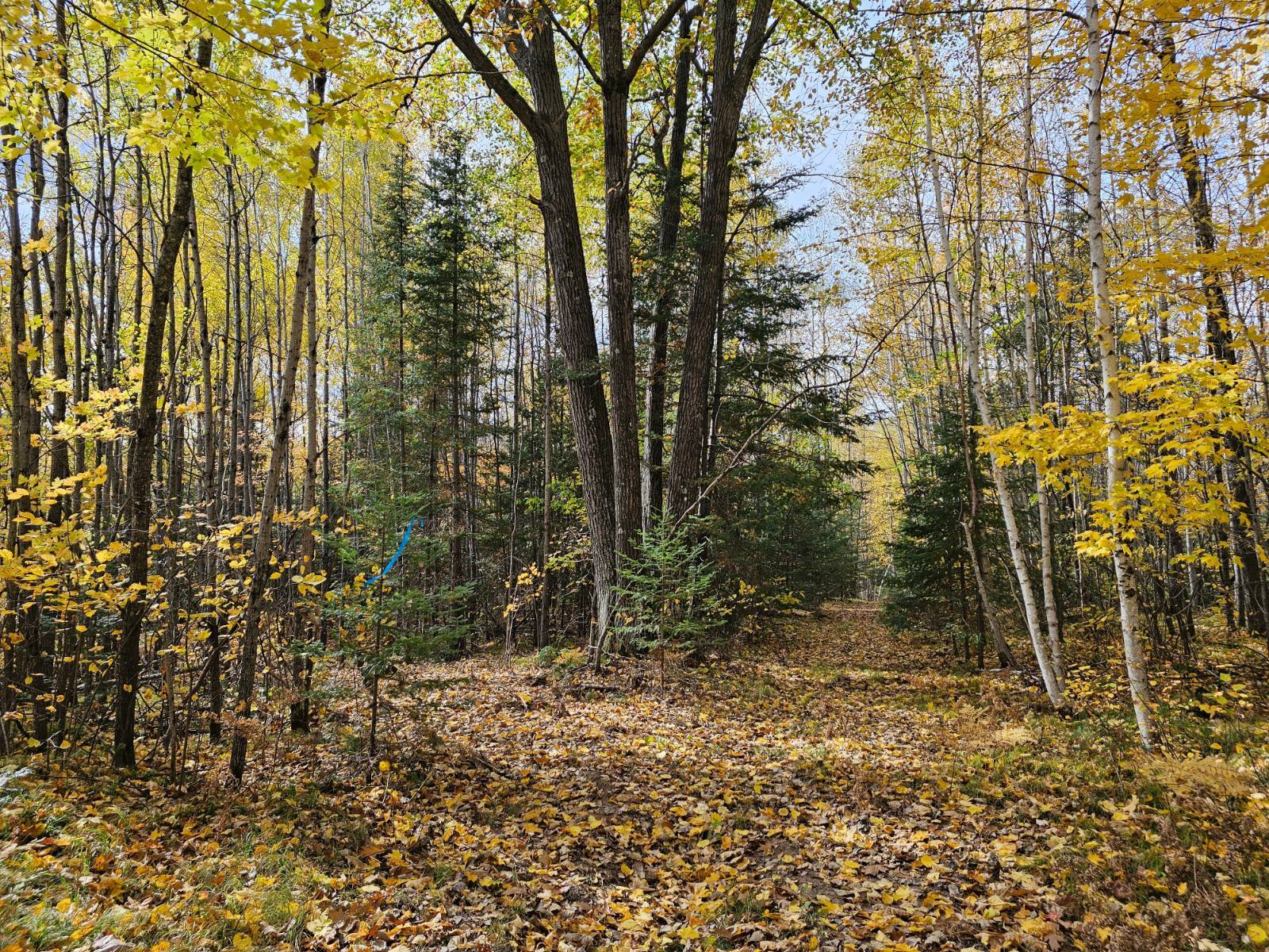 Photo 4 of 12 of land for sale at 18 Star Lake Rd #Lot #18, Crandon, WI 54520