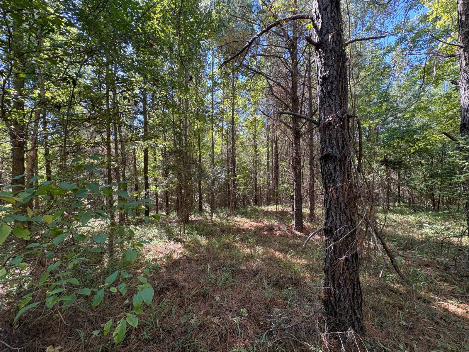 92-Acre Hunting Land for Sale, Marengo County, AL, photo 2 of 24