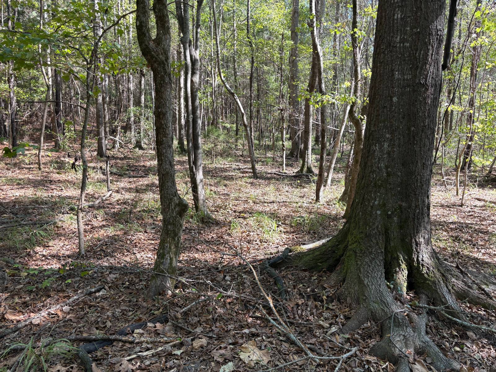 Photo 5 of 24 of land for sale at 00 County Road 38, Safford, AL 36728
