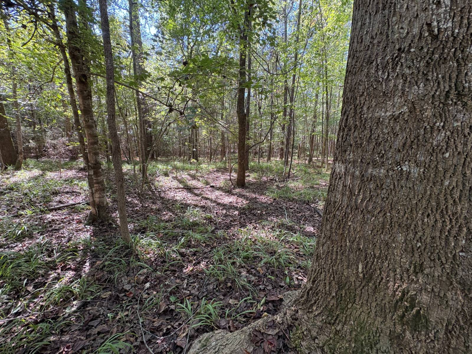 Photo 4 of 24 of land for sale at 00 County Road 38, Safford, AL 36728