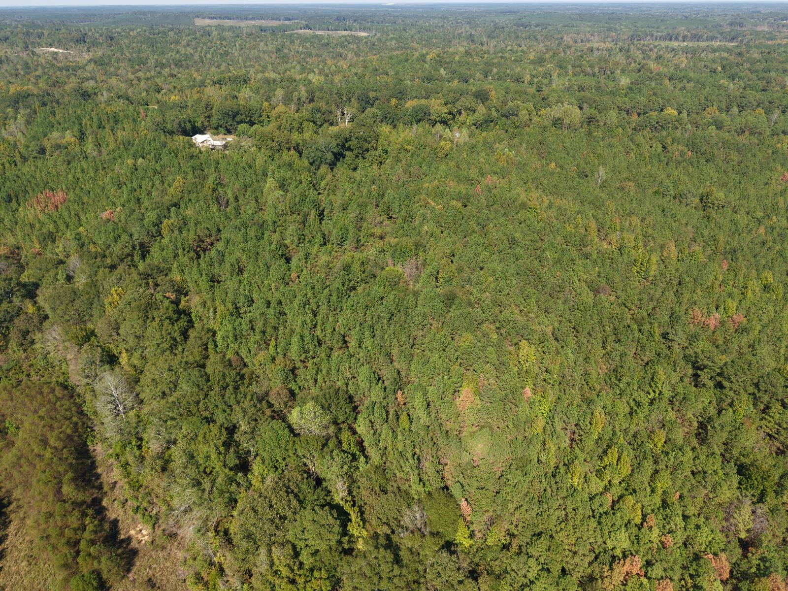 92-Acre Hunting Land for Sale, Marengo County, AL, photo 3 of 24