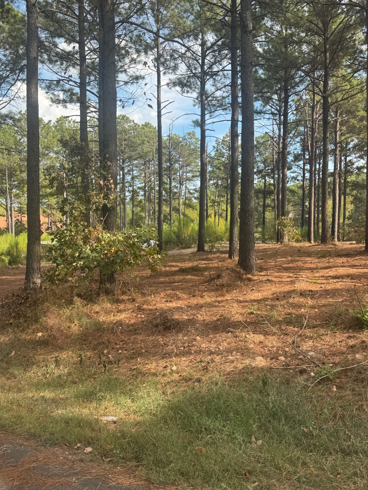 48-Acre Hunting Land for Sale, McCurtain County, OK, photo 3 of 4