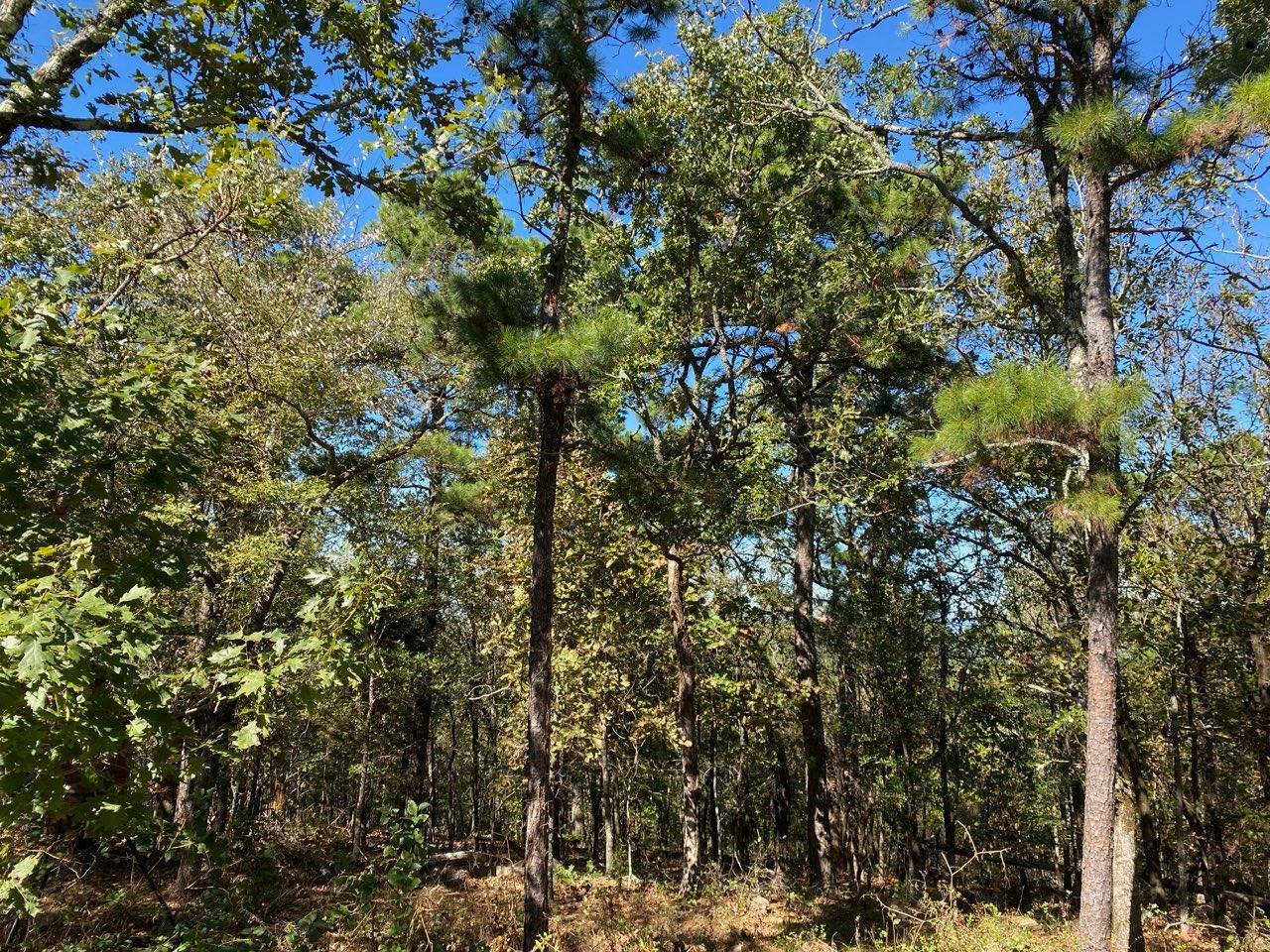 Photo 4 of 15 of land for sale at 14622 S.E 180th Rd, Talihina, OK 74571