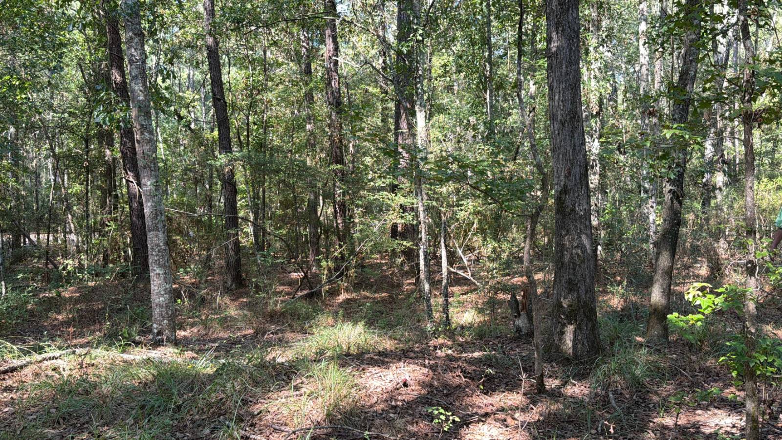 Photo 1 of 27 of land for sale at 176 Hammond St, Hornbeck, LA 71439