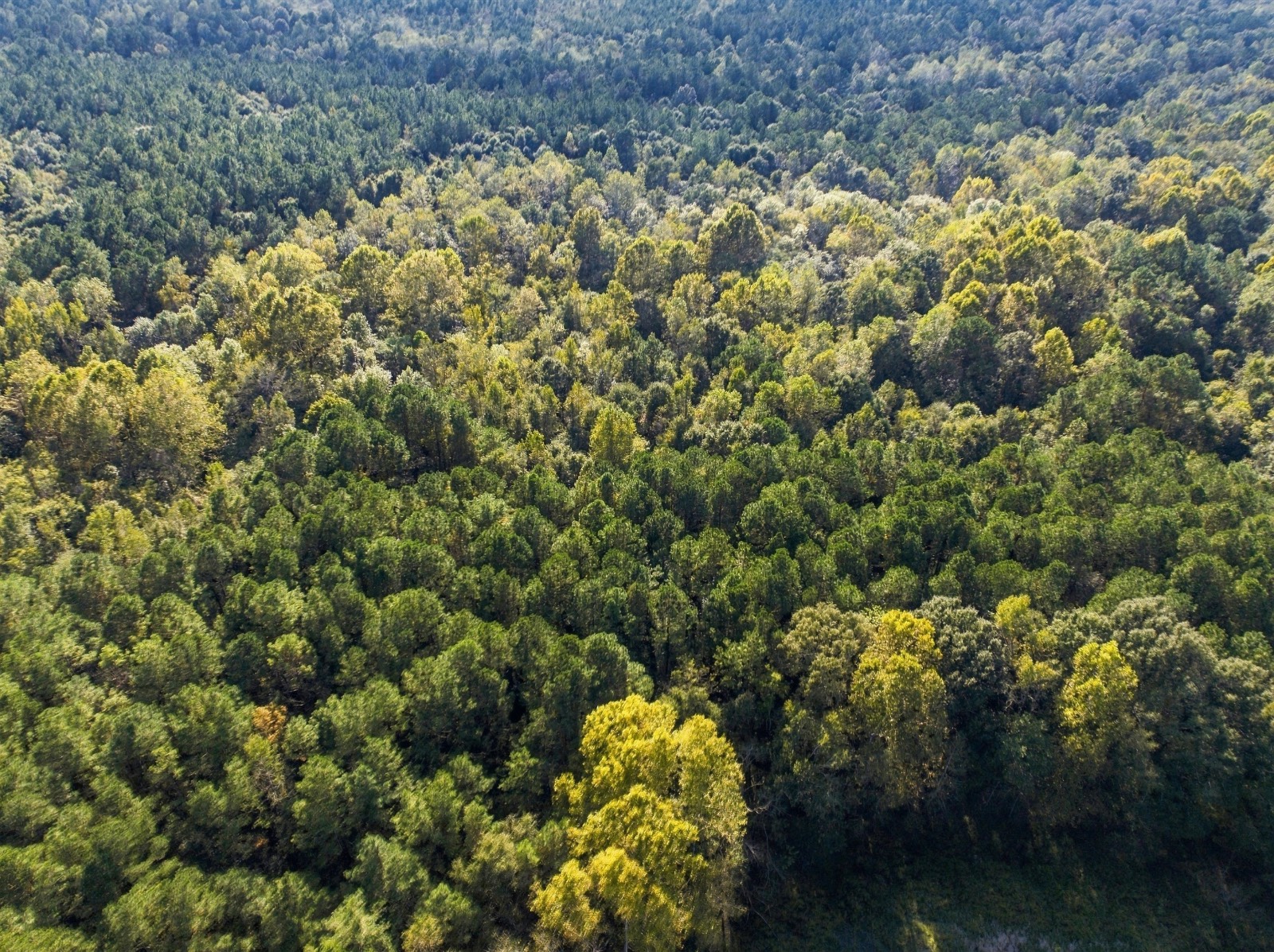 139-Acre Hunting Land for Sale, Pike County, AL, photo 2 of 38