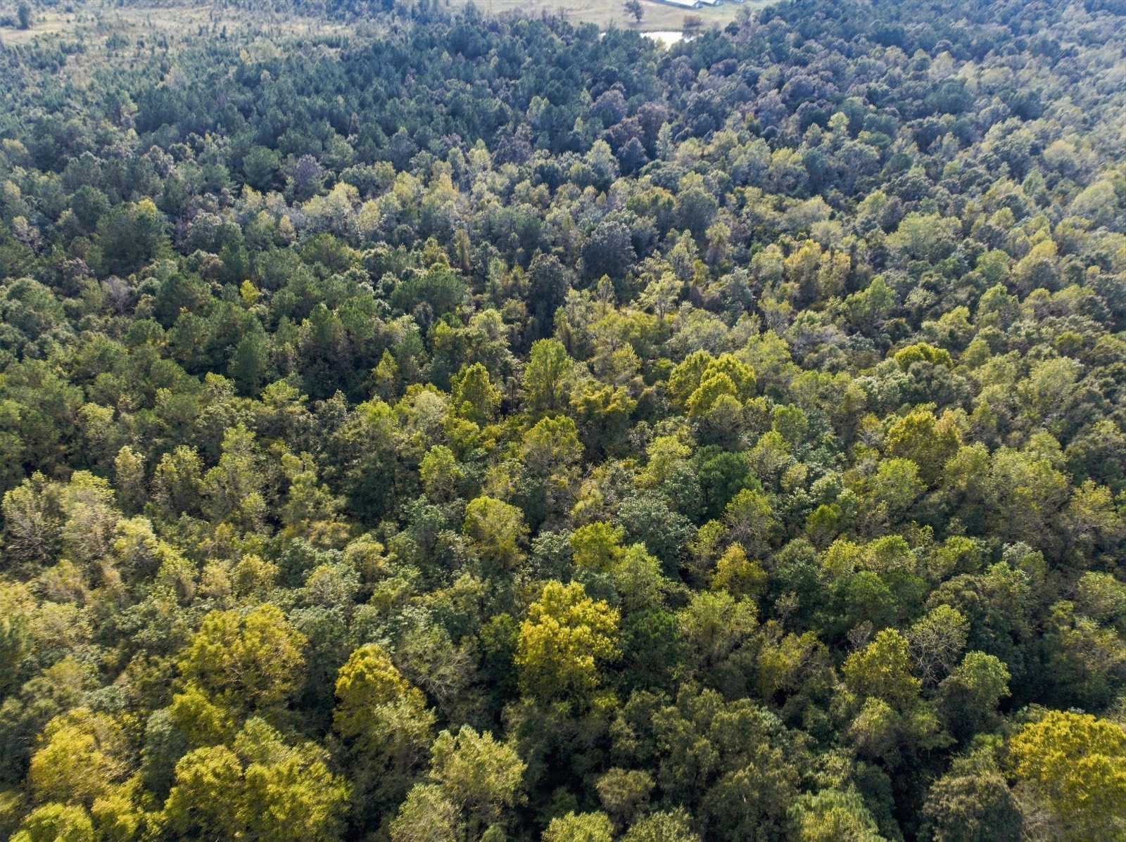 Photo 4 of 38 of land for sale at 2467 COUNTY ROAD 2281, Glenwood, AL 36034