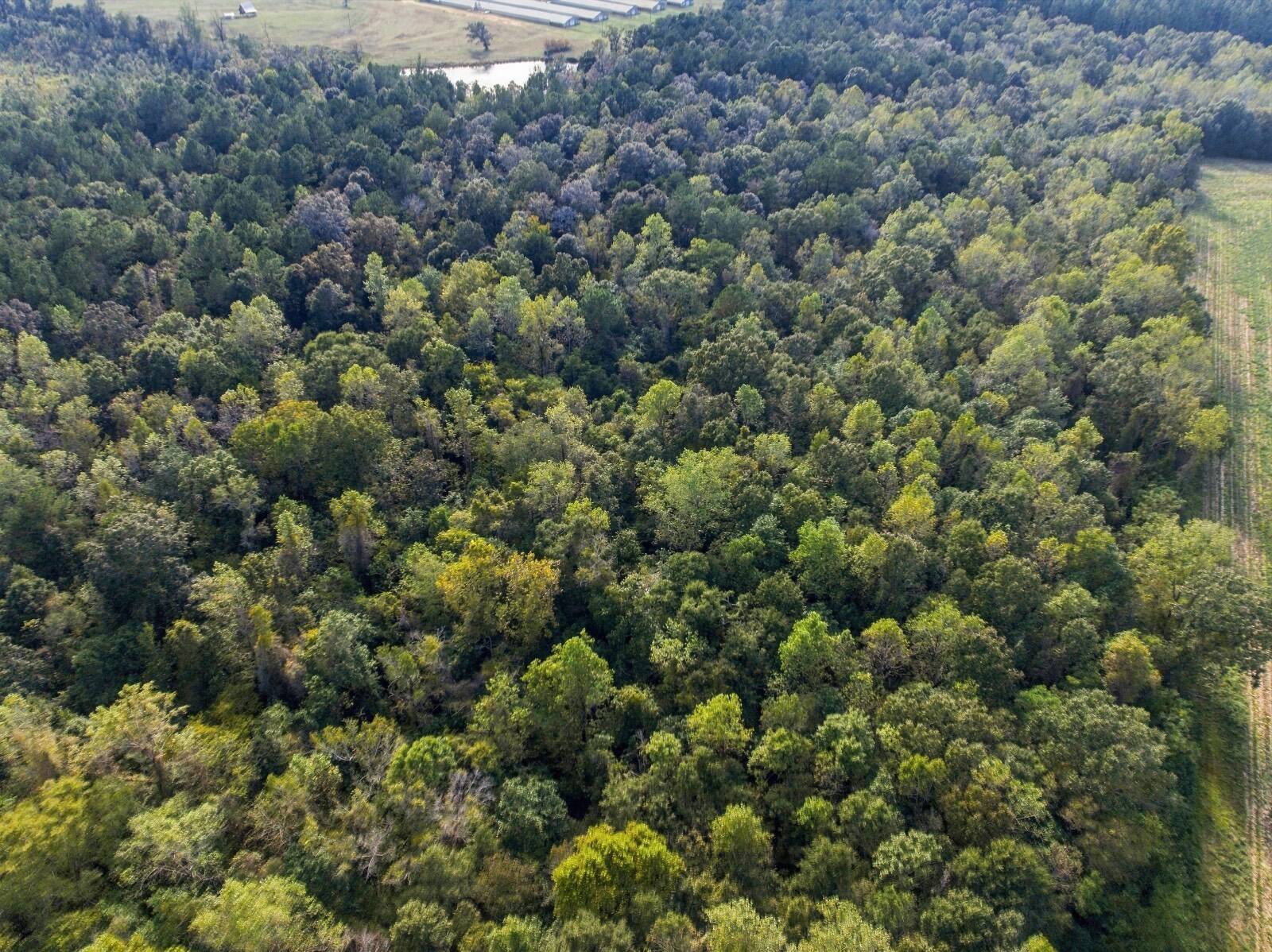 Photo 5 of 38 of land for sale at 2467 COUNTY ROAD 2281, Glenwood, AL 36034