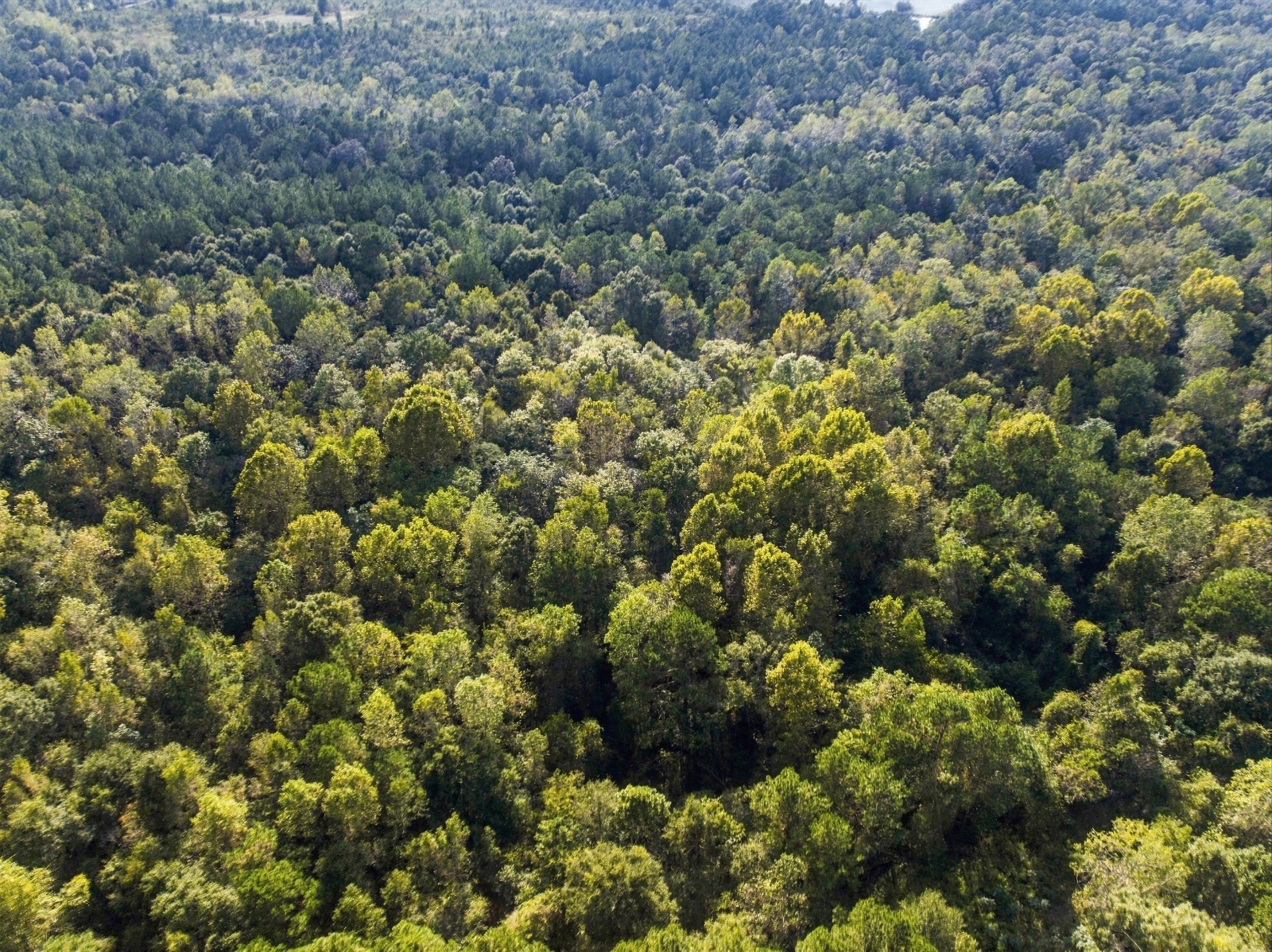 139-Acre Hunting Land for Sale, Pike County, AL, photo 3 of 38
