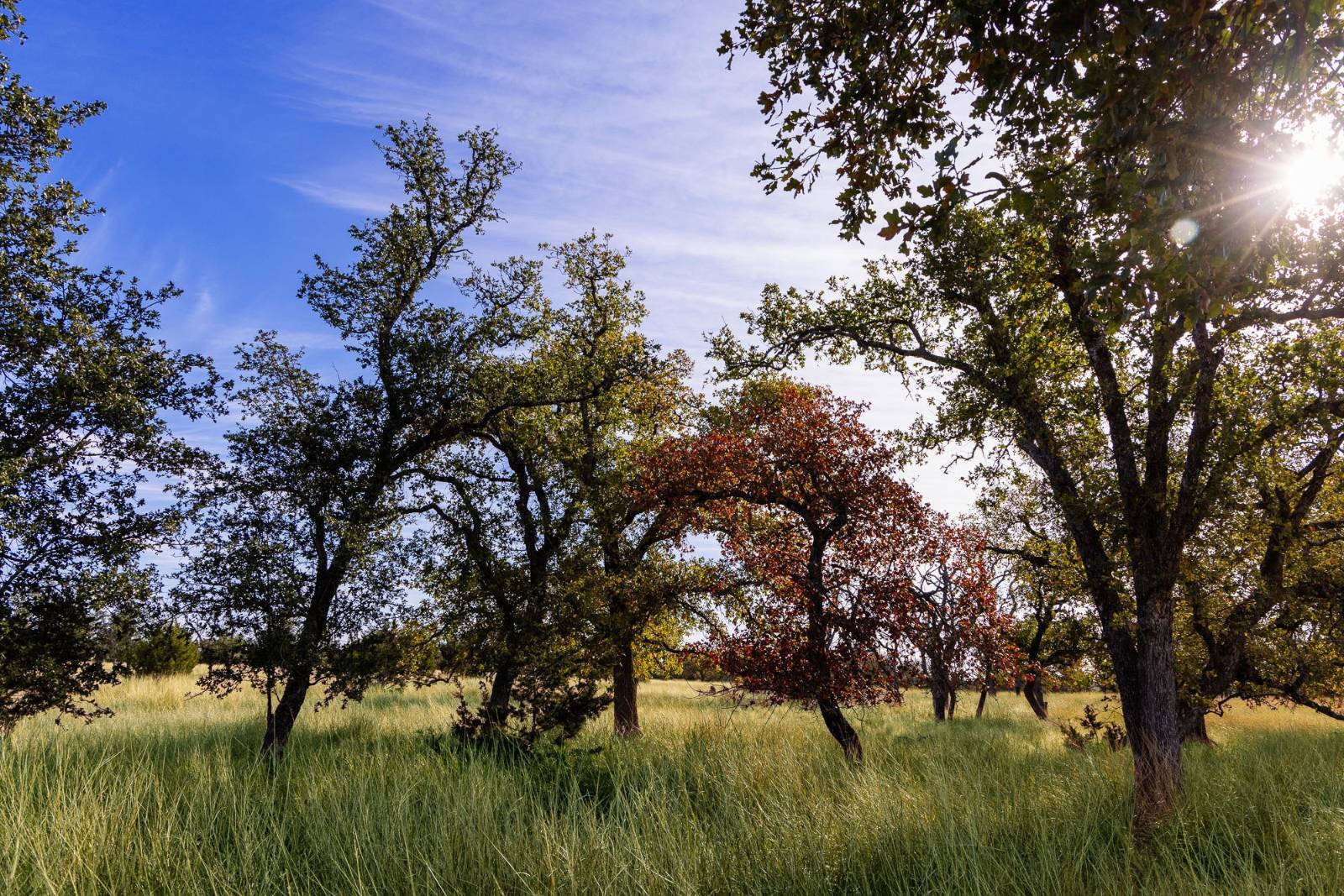 Photo 2 of 15 of land for sale at 100 Gretchen Grove Ln, Fredericksburg, TX 78624