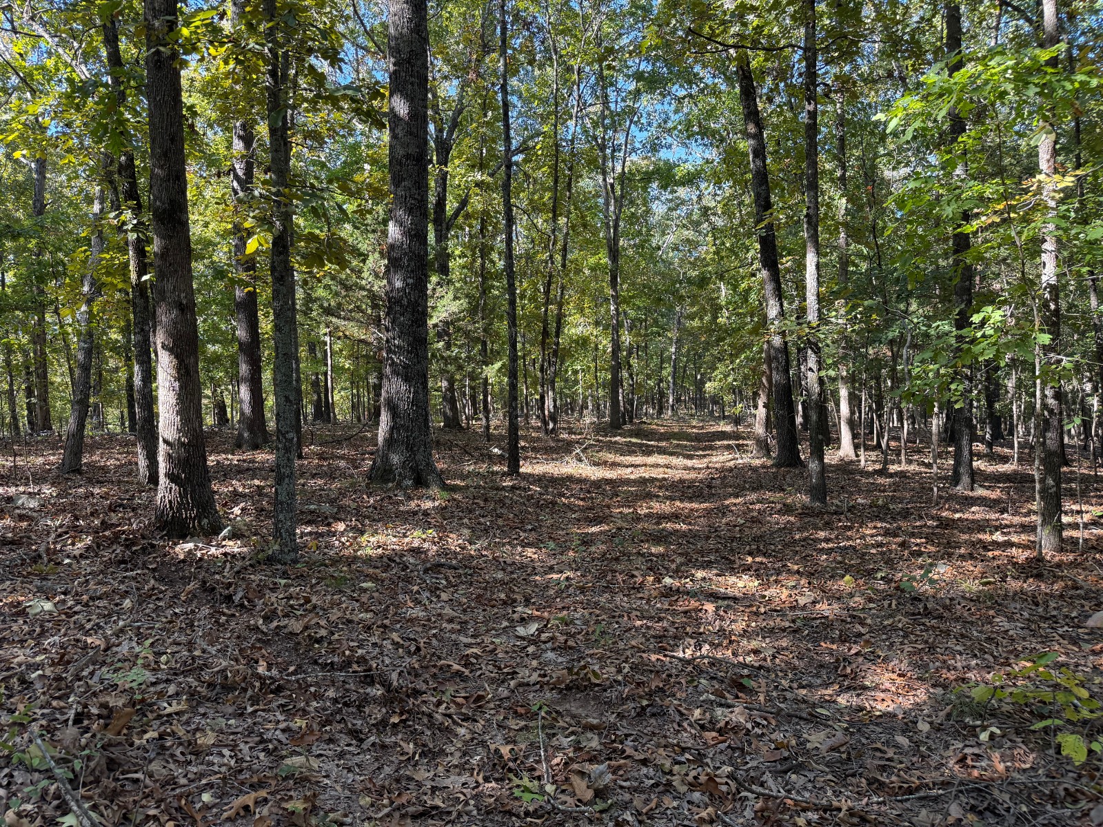 227-Acre Hunting Land for Sale, Izard County, AR, photo 2 of 18
