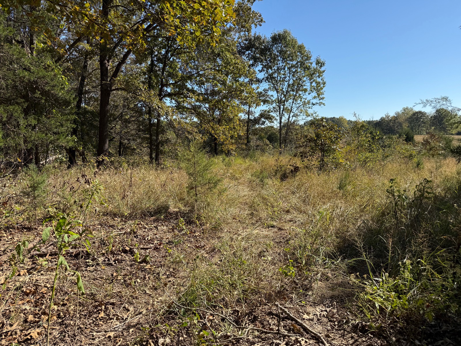 227-Acre Hunting Land for Sale, Izard County, AR, photo 3 of 18