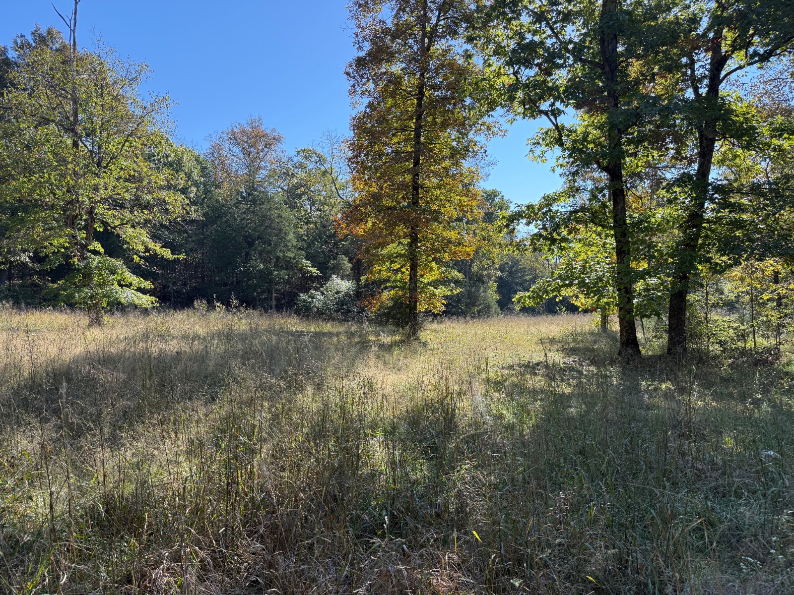 227 acres in Izard County, AR: hunting land for sale near Evening Shade, AR