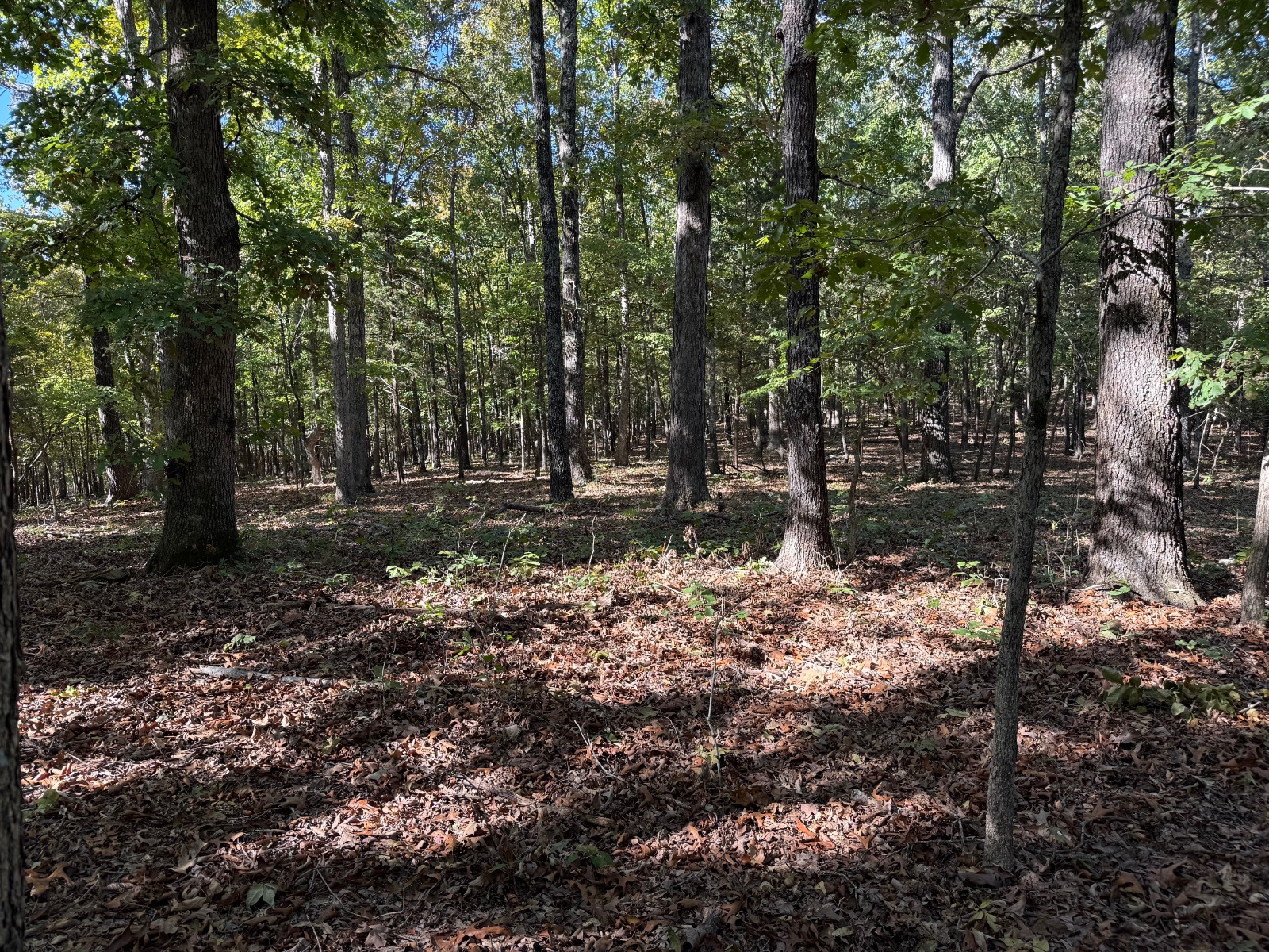 Photo 5 of 18 of land for sale at 0 Imon Brown Road, Evening Shade, AR 72532