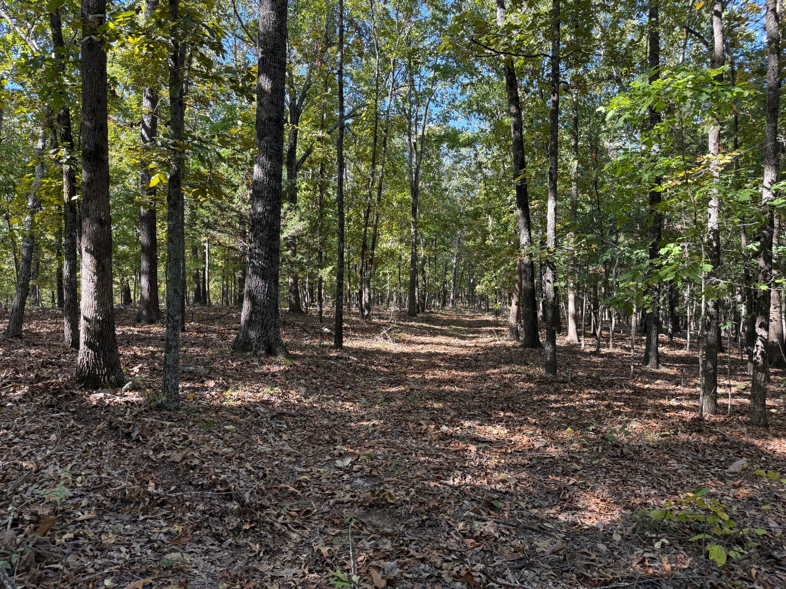 Photo 4 of 18 of land for sale at 0 Imon Brown Road, Evening Shade, AR 72532
