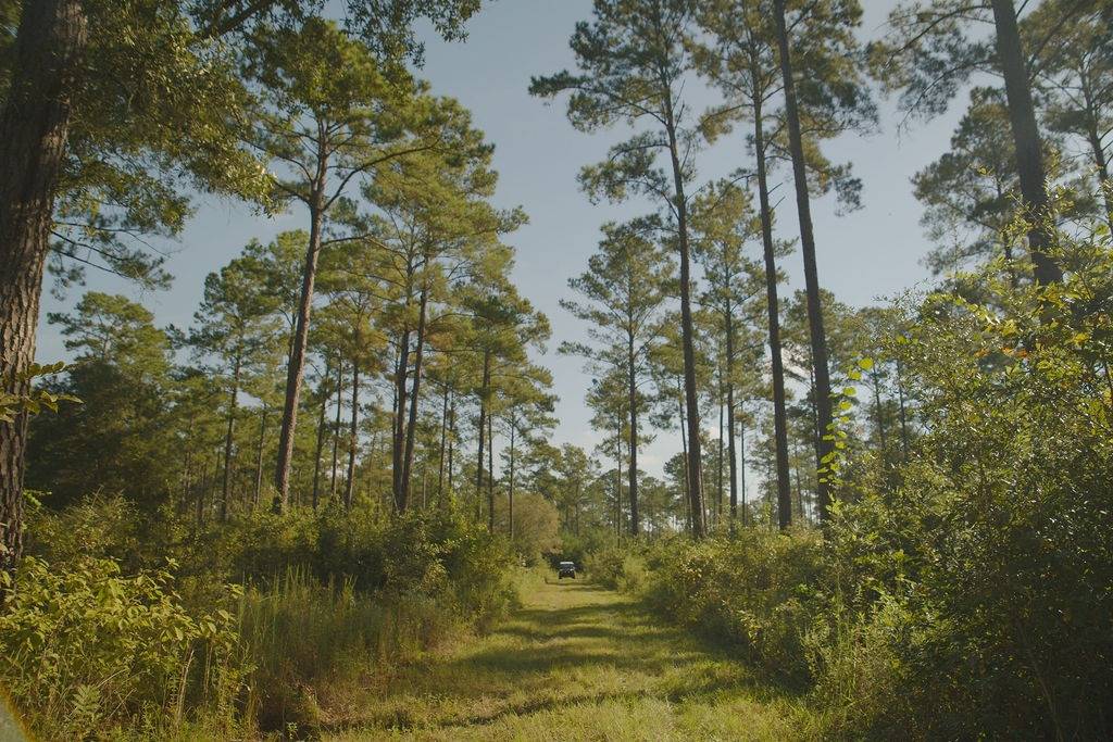 210-Acre Hunting Land for Sale, Thomas County, GA, photo 3 of 16