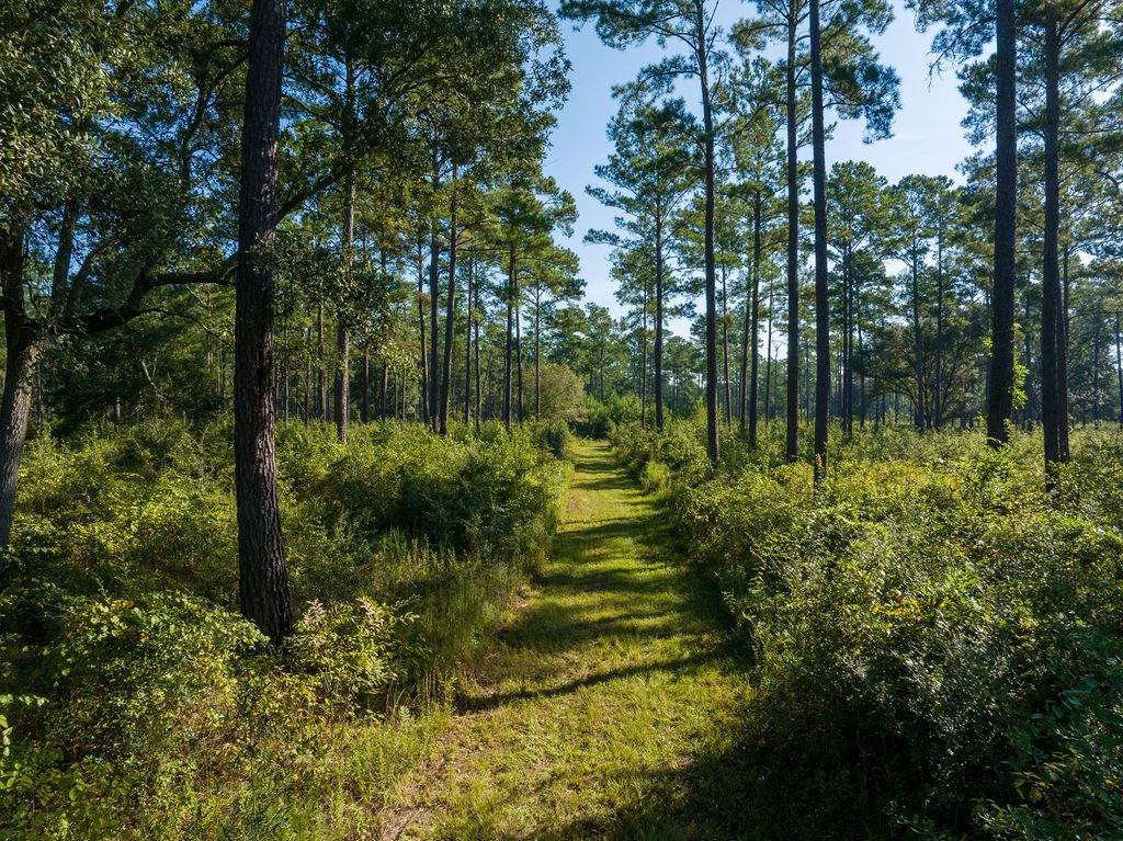 210 acres in Thomas County, GA: hunting land for sale near Ochlocknee, GA