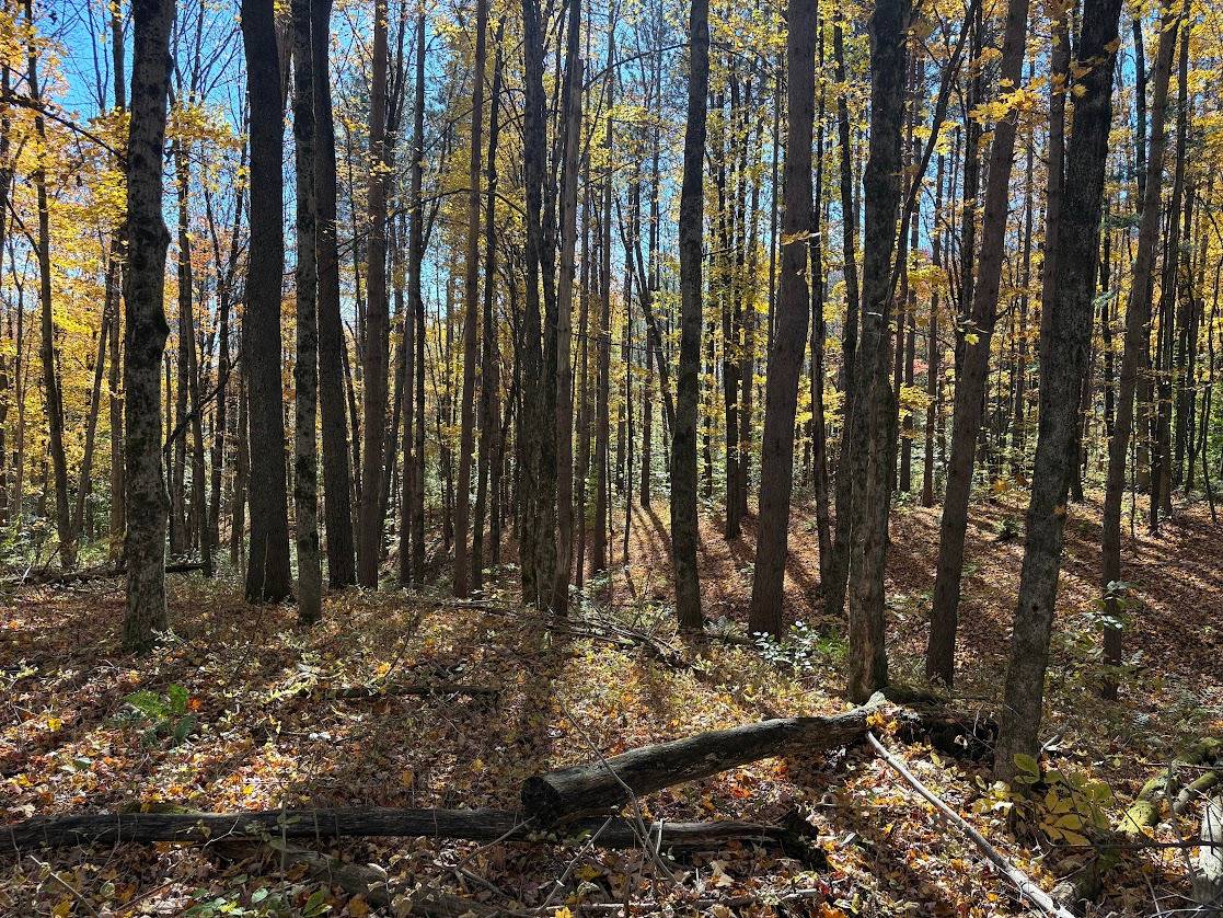 43.3-Acre Hunting Land for Sale, Oneida County, NY, photo 3 of 6