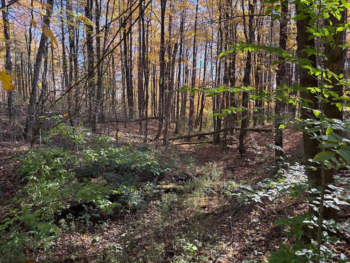 43.3-Acre Hunting Land for Sale, Oneida County, NY, photo 2 of 6