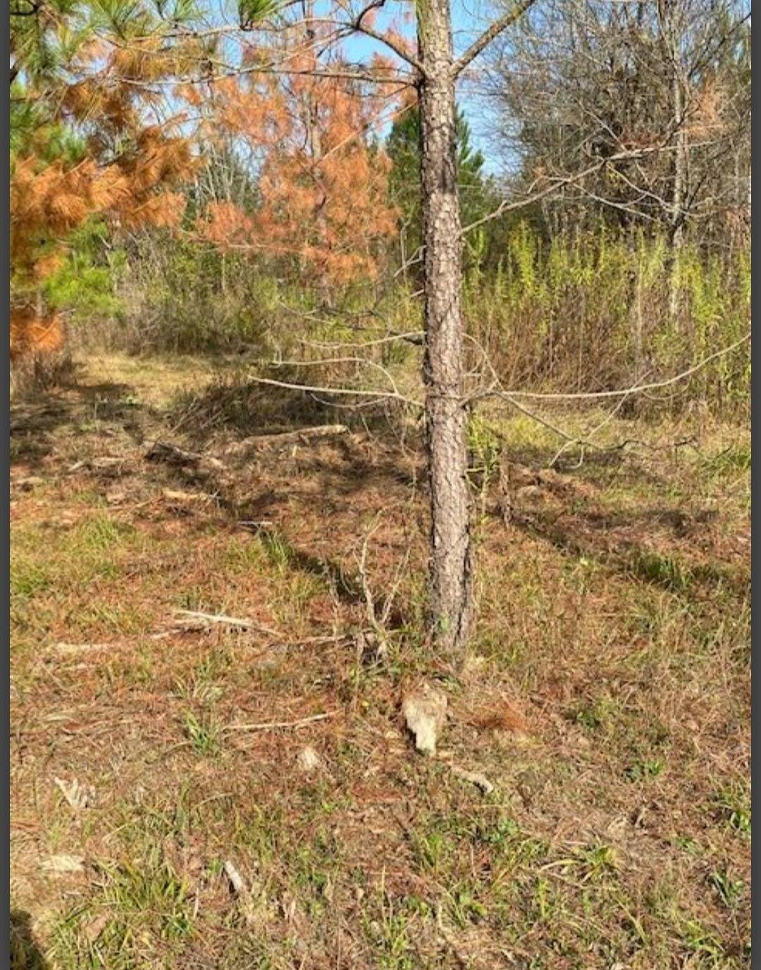 Photo 2 of 4 of land for sale at Lot 33 Hidden Pines, Broken Bow, OK 74728
