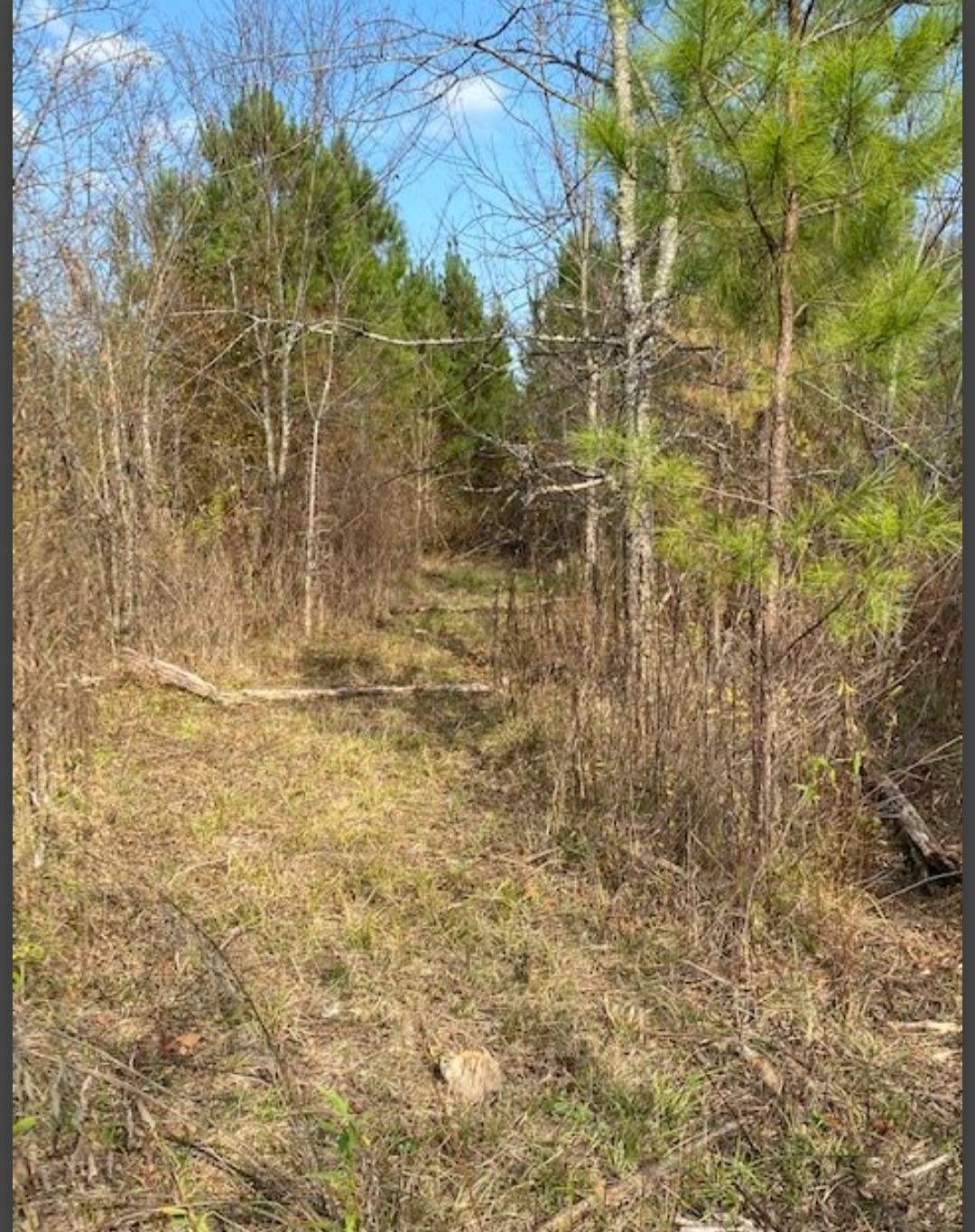 Photo 3 of 4 of land for sale at Lot 33 Hidden Pines, Broken Bow, OK 74728