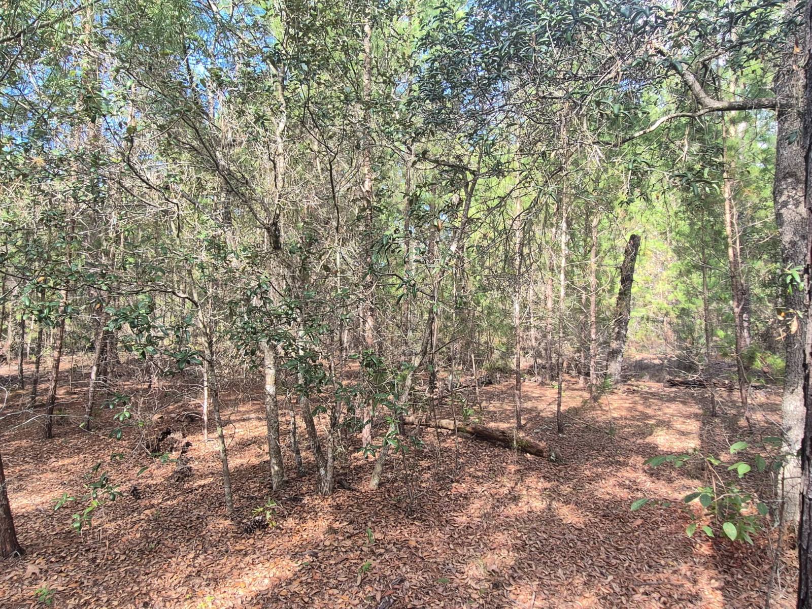 Photo 4 of 7 of land for sale at 114 Franklin Dr, Hawthorne, FL 32640