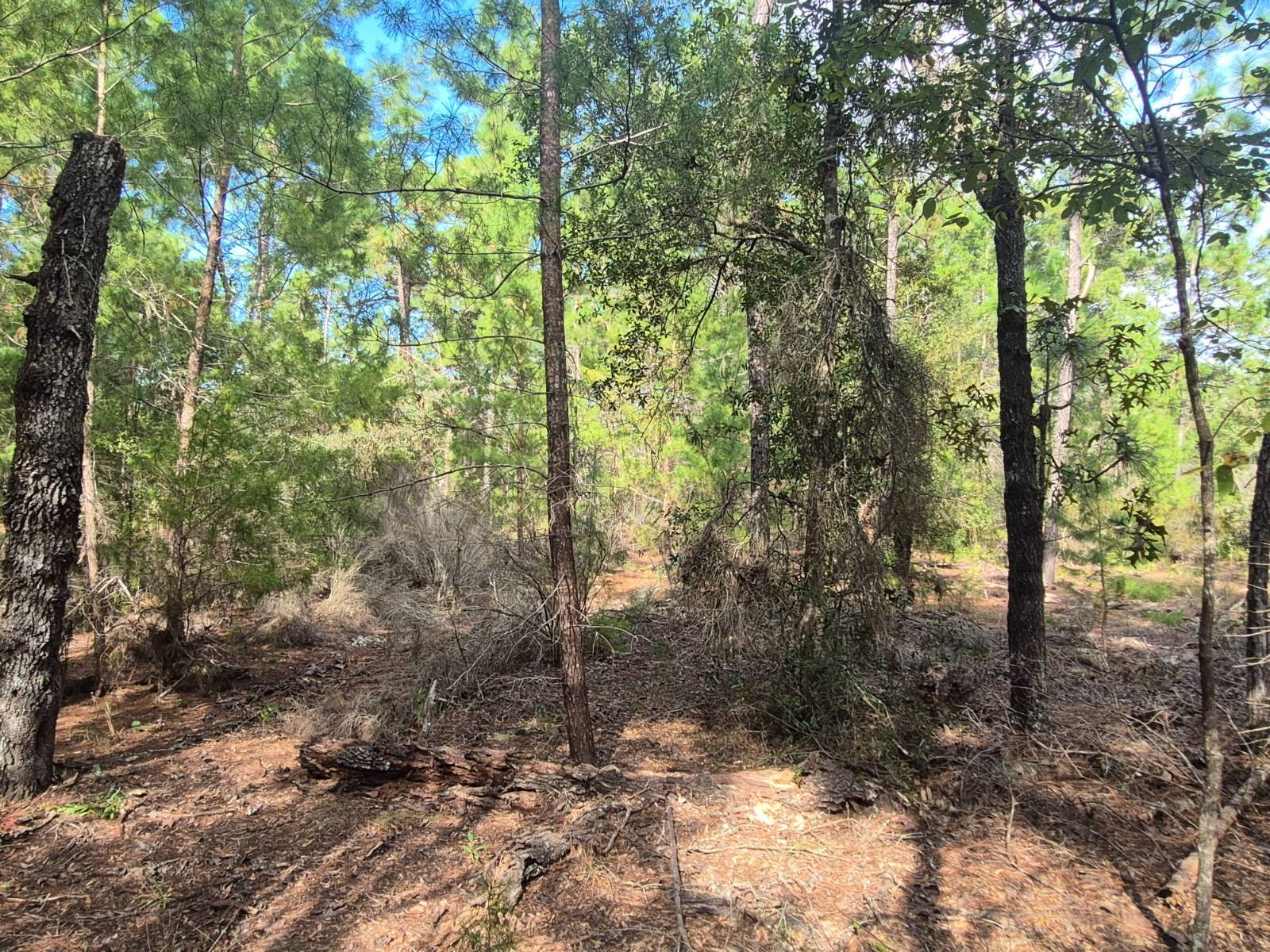 Photo 5 of 7 of land for sale at 114 Franklin Dr, Hawthorne, FL 32640