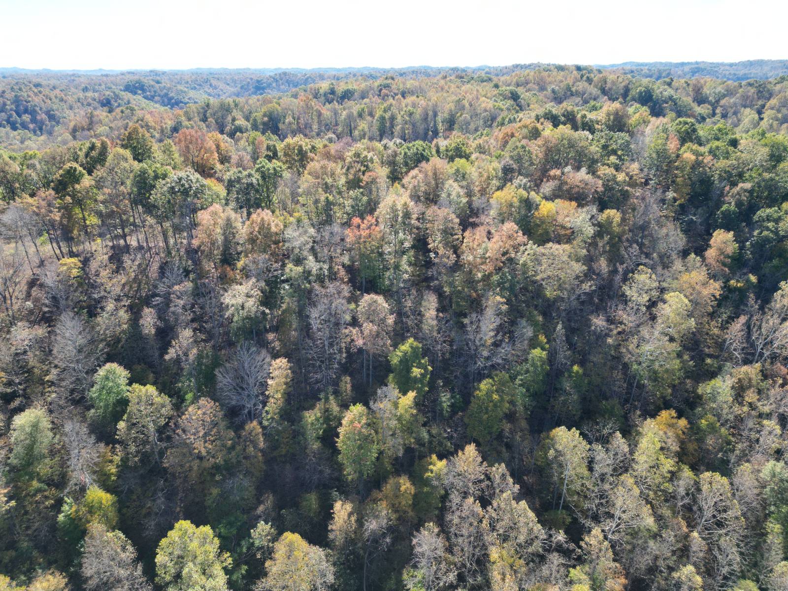 54.4-Acre Hunting Land for Sale, Calhoun County, WV, photo 3 of 16