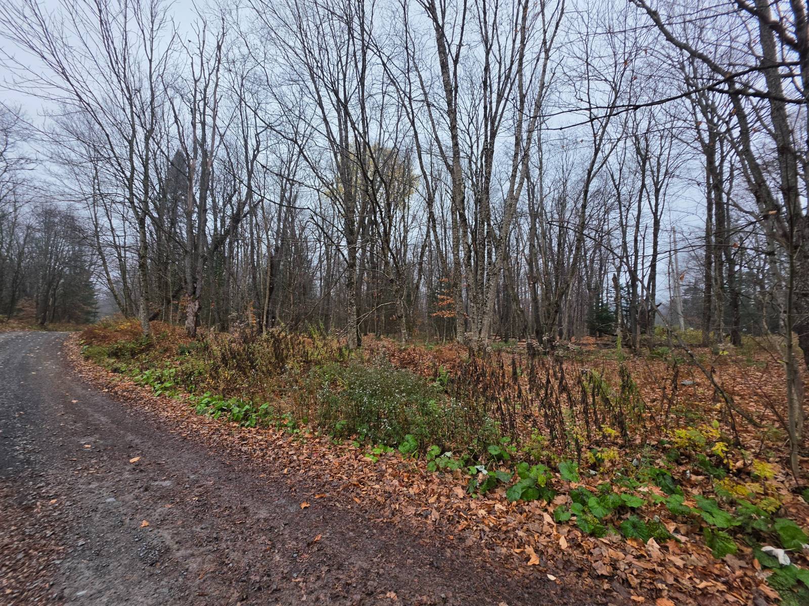 Photo 1 of 24 of land for sale at 00 Salmon River Rd, Lowville, NY 13367