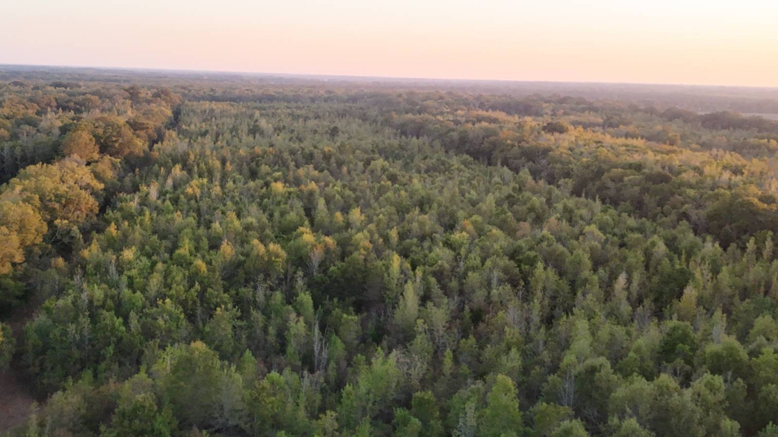 Photo 5 of 21 of land for sale at TBD Highway 31, Leonville, LA 70551