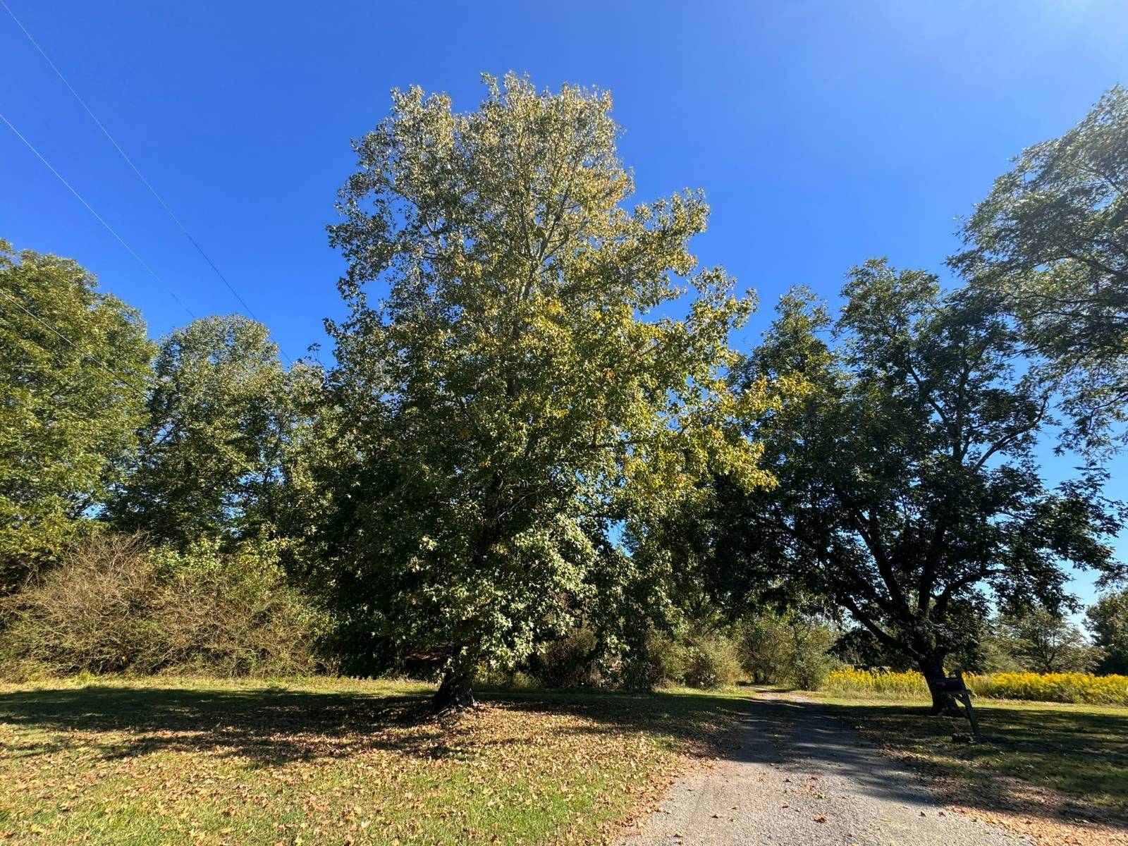 Photo 3 of 12 of land for sale at 01 Peaceful Lane, Eldridge, AL 35554